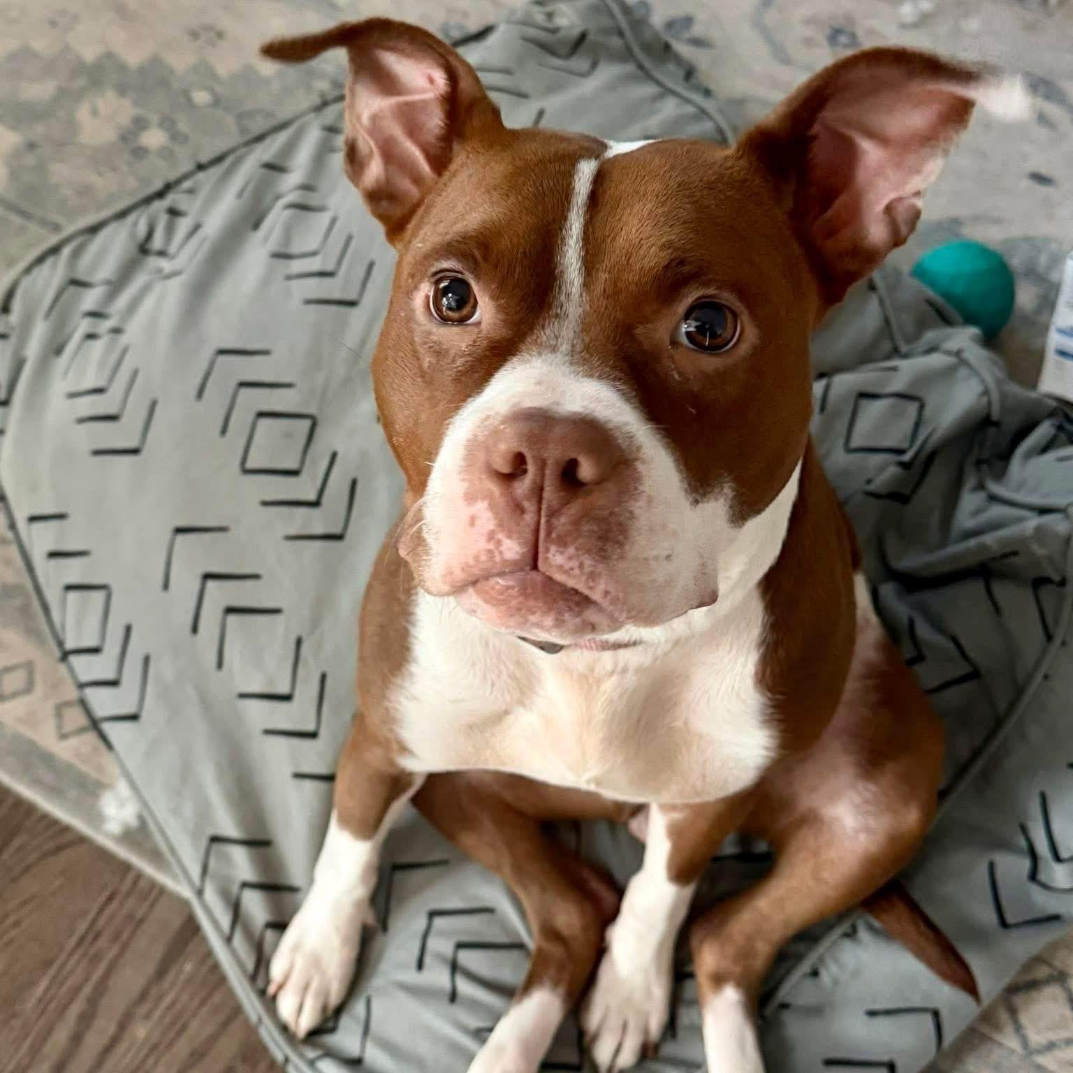 Enlarge Cider , a ADOPTABLE mixed breed in Elizabethtown, PA image 1/4