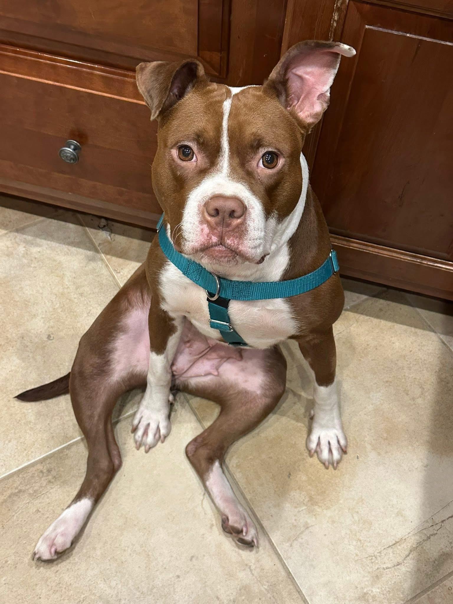 Enlarge Cider , a ADOPTABLE mixed breed in Elizabethtown, PA image 4/4