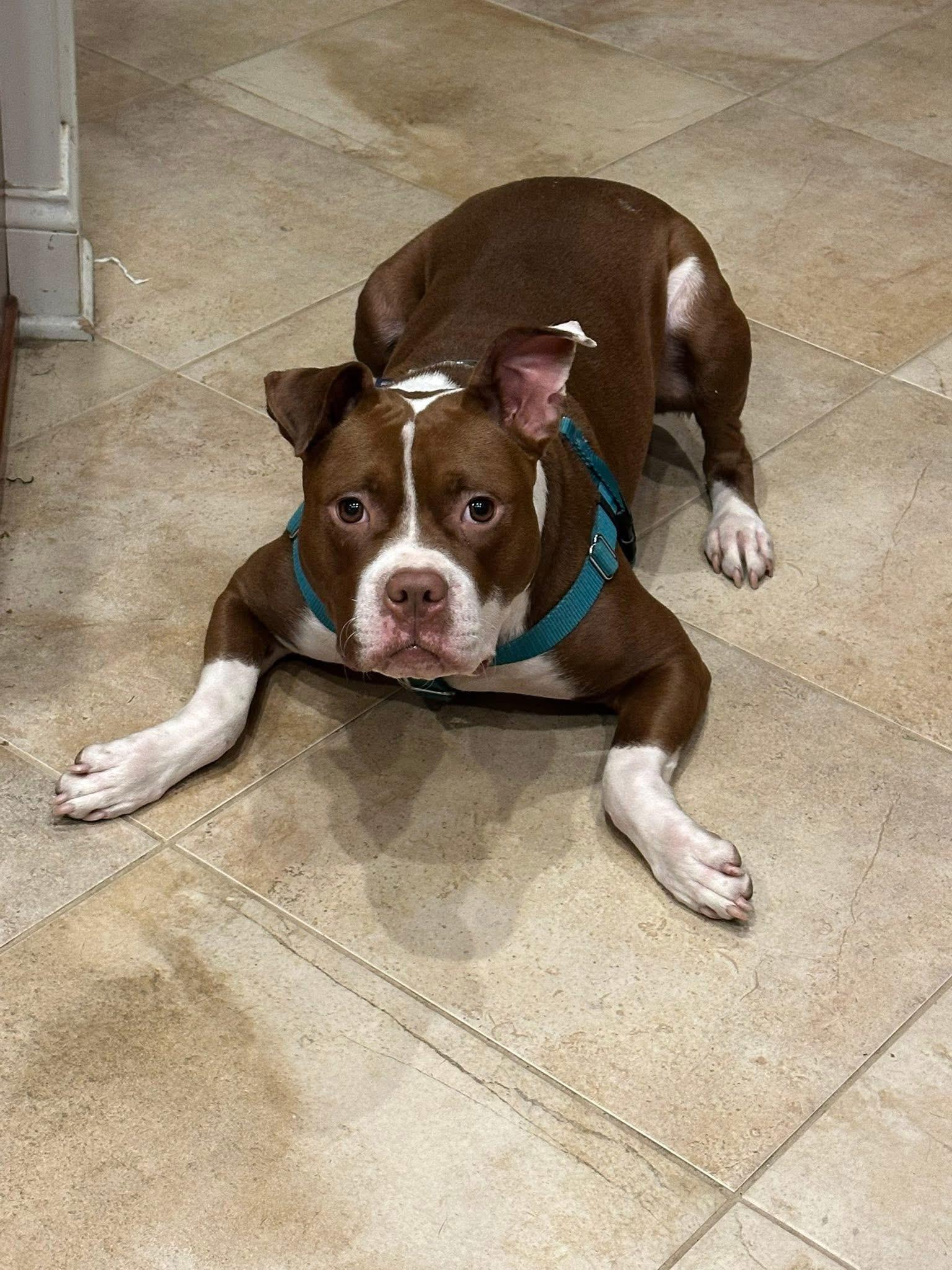 Enlarge Cider , a ADOPTABLE mixed breed in Elizabethtown, PA image 3/4