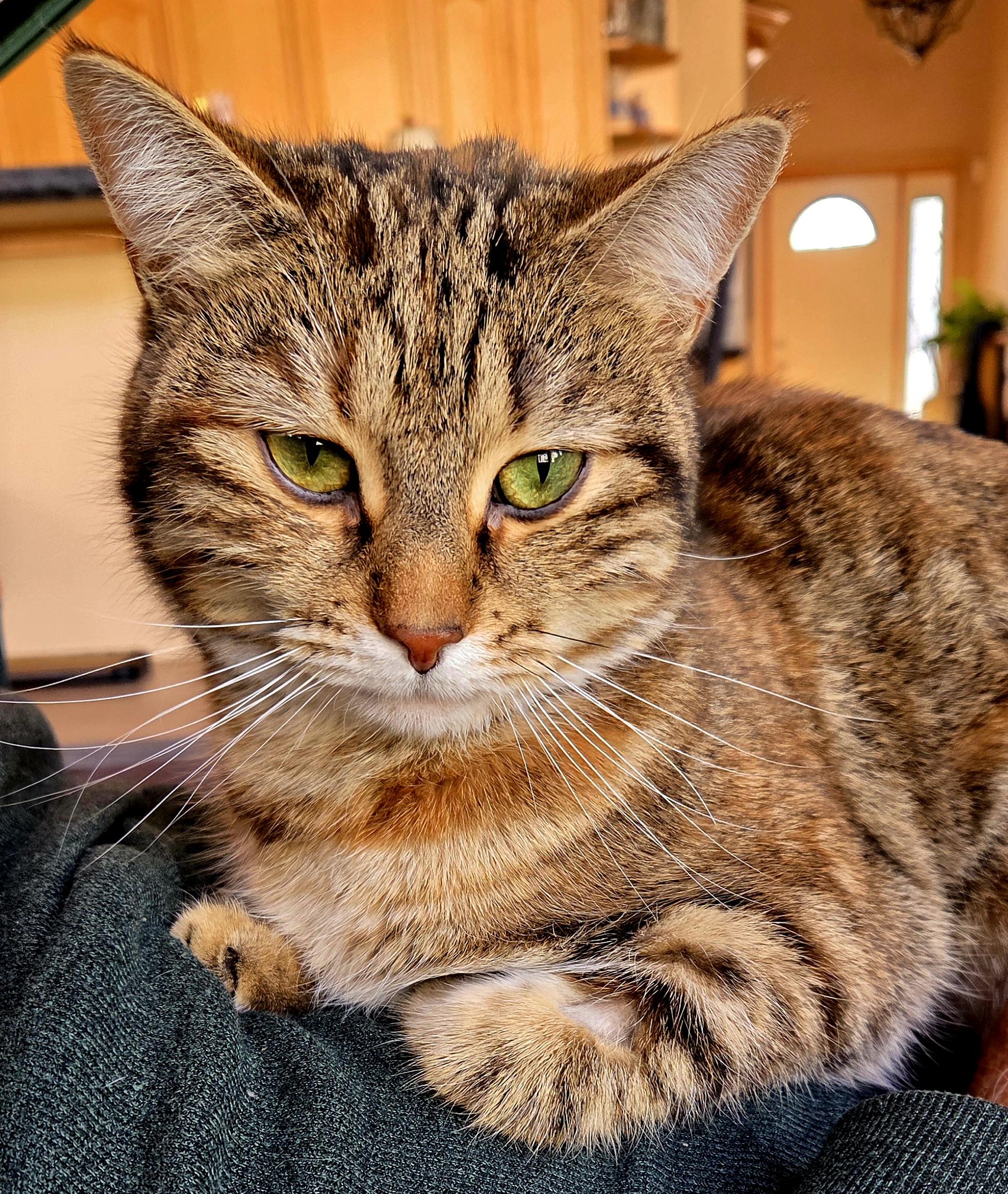 Kate, an adoptable Domestic Short Hair in Calgary, AB image 5/5