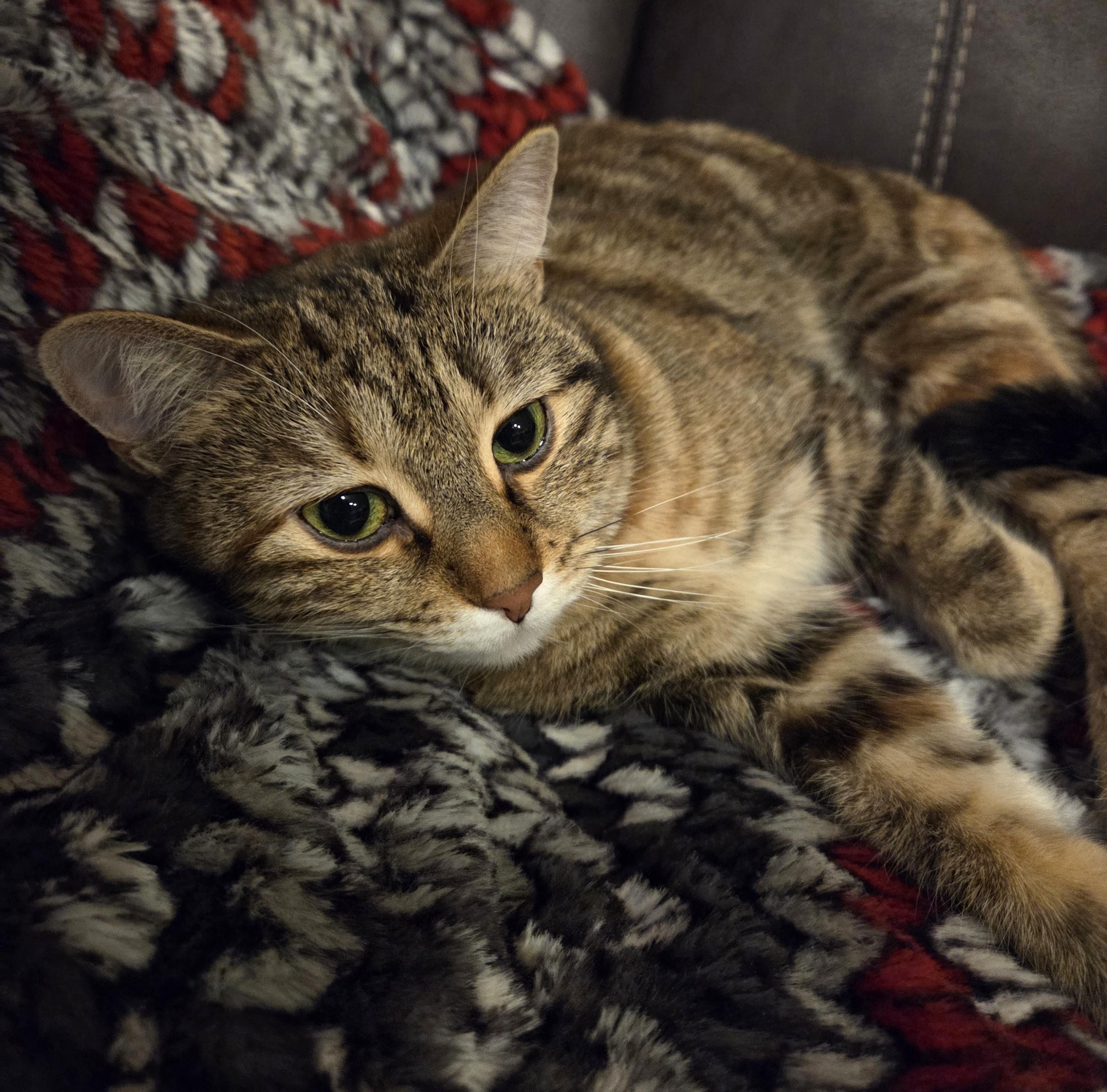 Kate, an adoptable Domestic Short Hair in Calgary, AB image 1/5