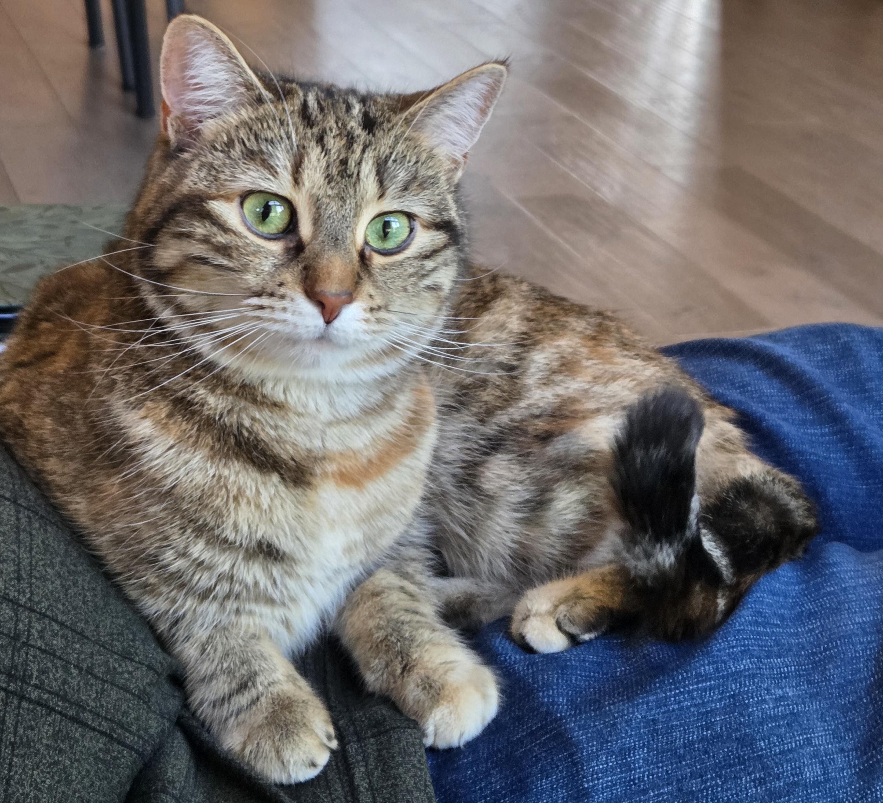 Kate, an adoptable Domestic Short Hair in Calgary, AB image 4/5