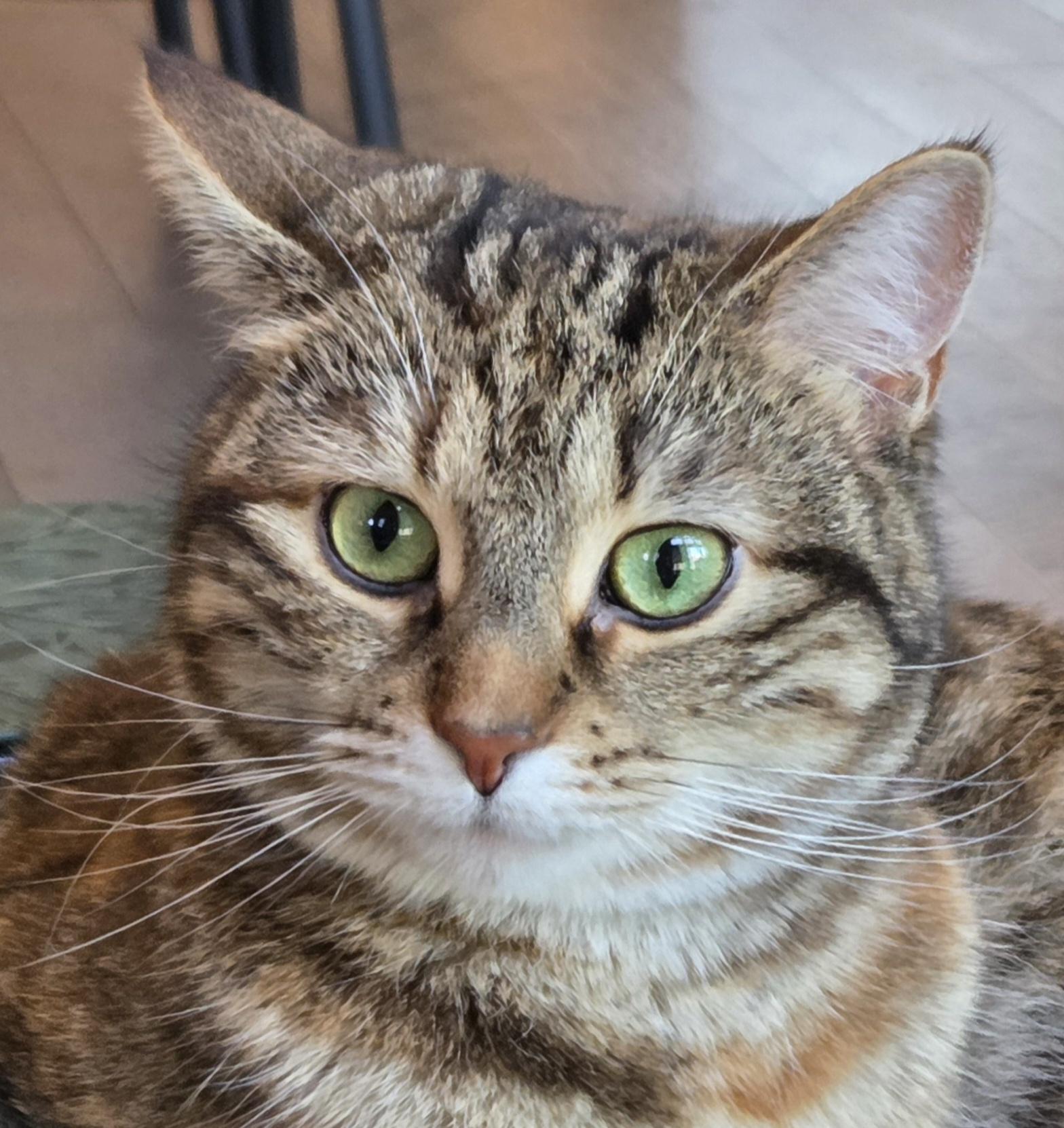 Kate, an adoptable Domestic Short Hair in Calgary, AB image 3/5