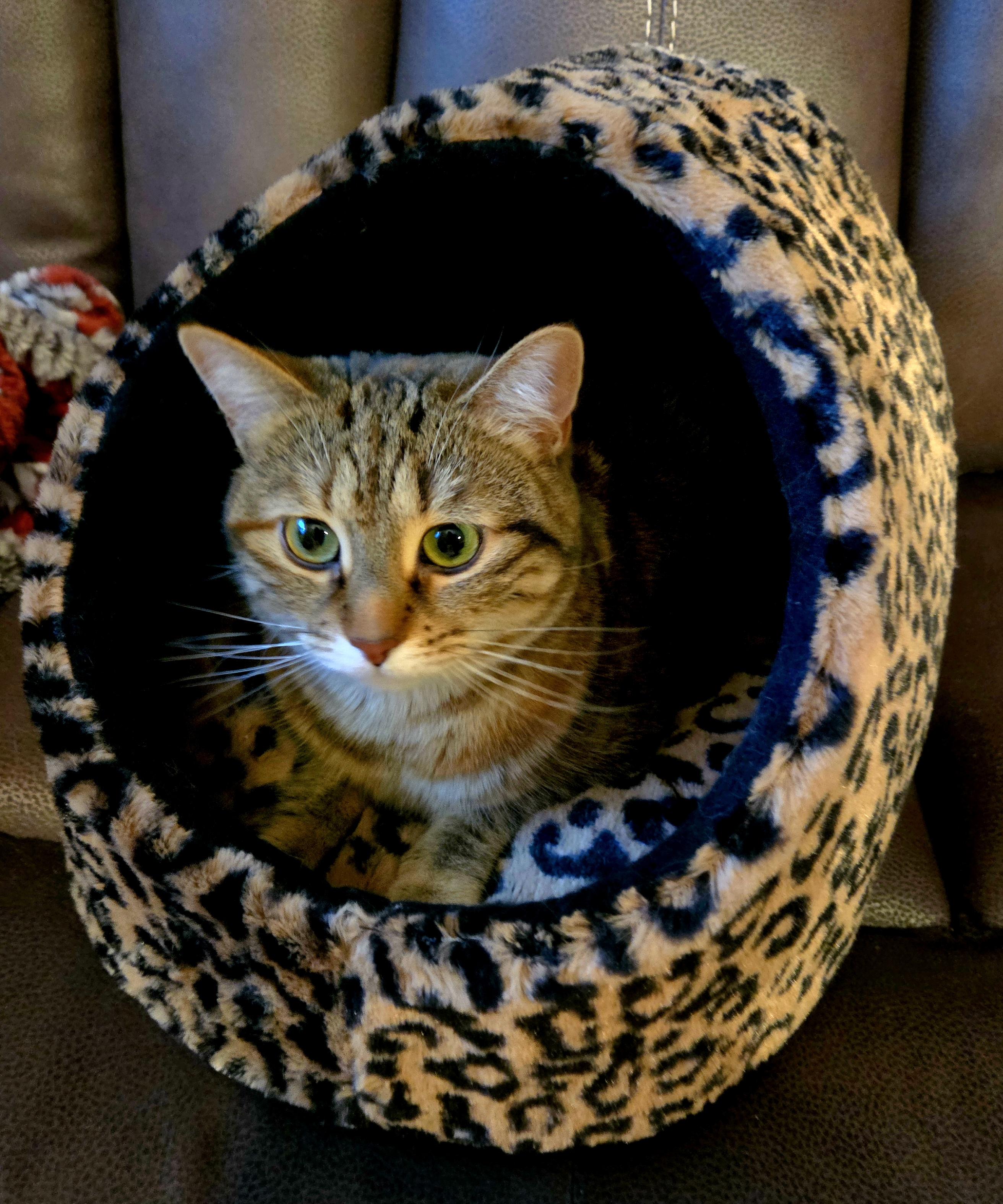 Kate, an adoptable Domestic Short Hair in Calgary, AB image 2/5