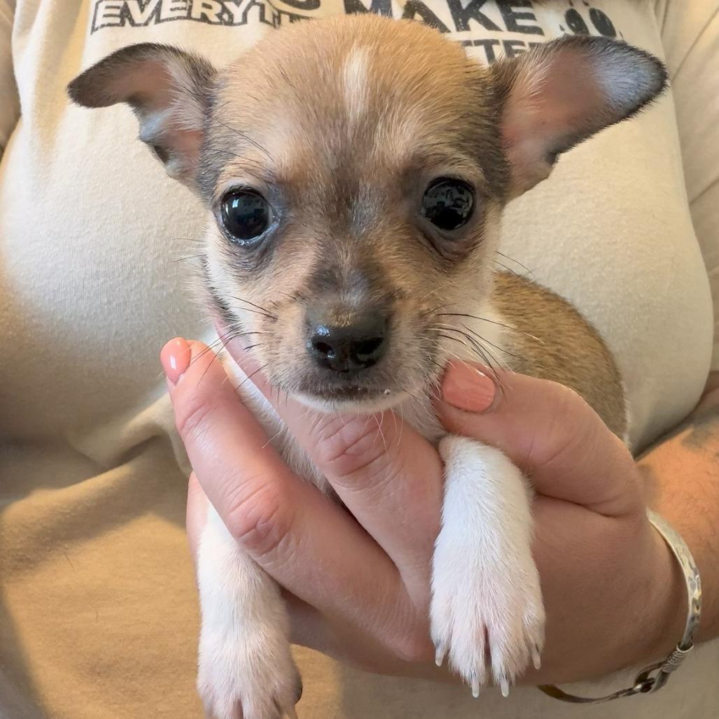 Pepper, adopted, Puppy Male Chihuahua & Terrier.
