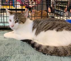 Enlarge Marvin, a Adoptable Domestic Short Hair in Morgan Hill, CA image 1/1