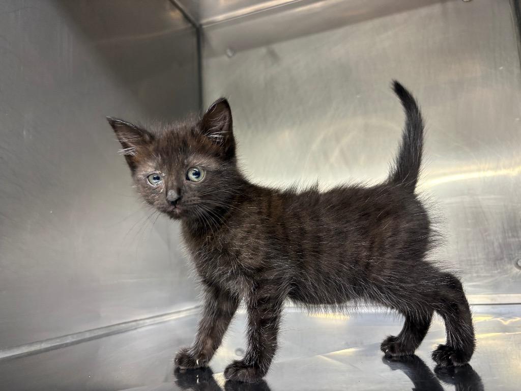 Granola, Adoptable, Kitten Female Domestic Short Hair.