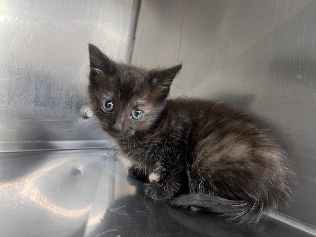 Granola, Adoptable, Kitten Female Domestic Short Hair.