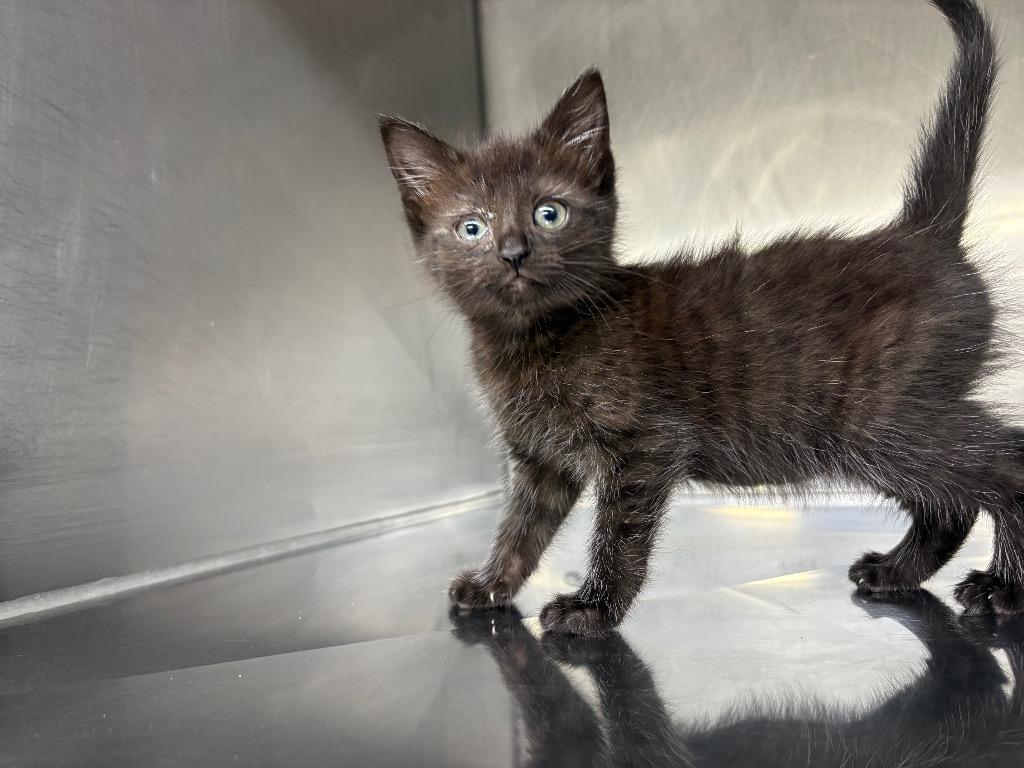 Enlarge Granola, a Adoptable mixed breed in Murray, KY image 2/3
