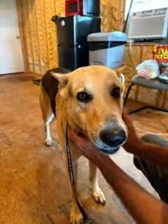 Sadie, Adoptable, Young Female German Shepherd Dog.
