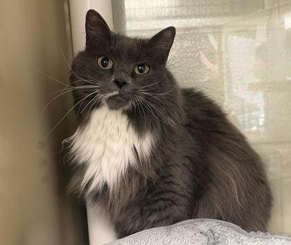 Enlarge Dahlia, a Adoptable mixed breed in Virginia Beach, VA image 1/3