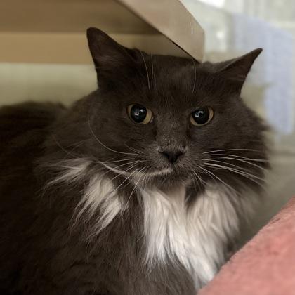 Enlarge Dahlia, a Adoptable mixed breed in Virginia Beach, VA image 2/3