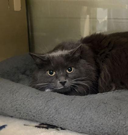 Enlarge Dahlia, a Adoptable mixed breed in Virginia Beach, VA image 3/3