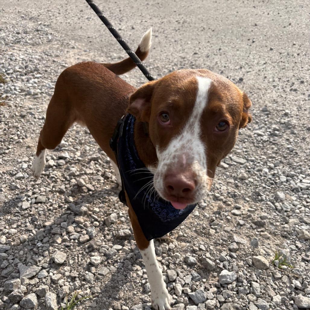 Twix, Adoptable, Adult Male Beagle.
