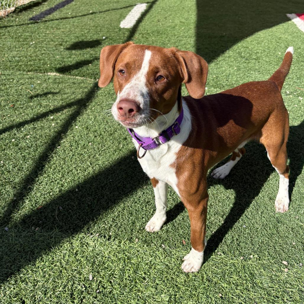 Enlarge Twix, a Adoptable Beagle in Batavia, OH image 2/6