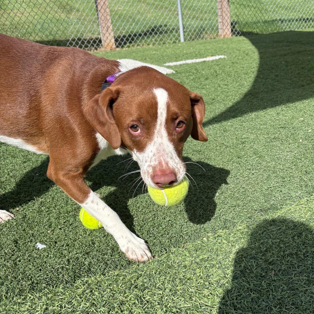 Enlarge Twix, a Adoptable Beagle in Batavia, OH image 3/6