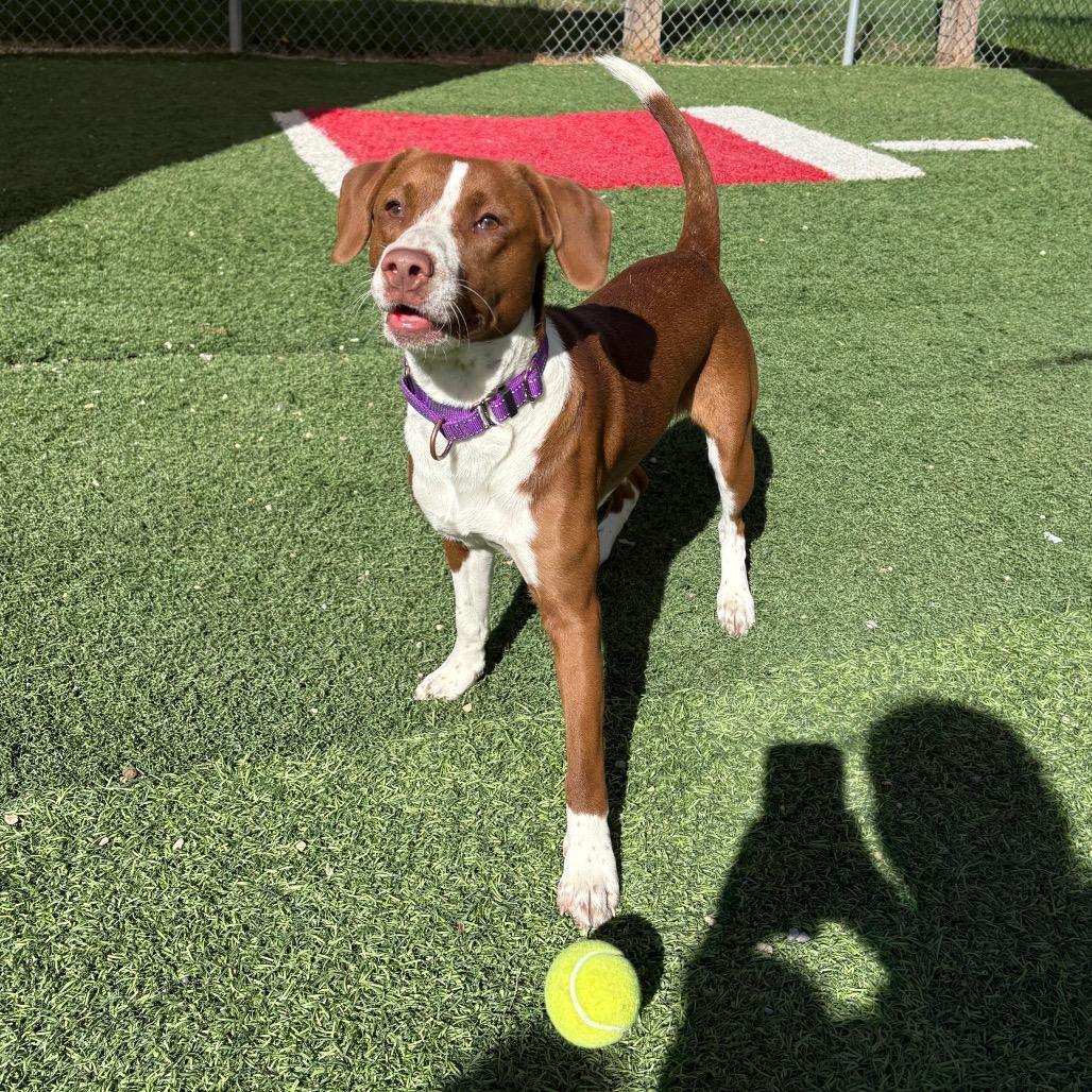 Enlarge Twix, a Adoptable Beagle in Batavia, OH image 4/6