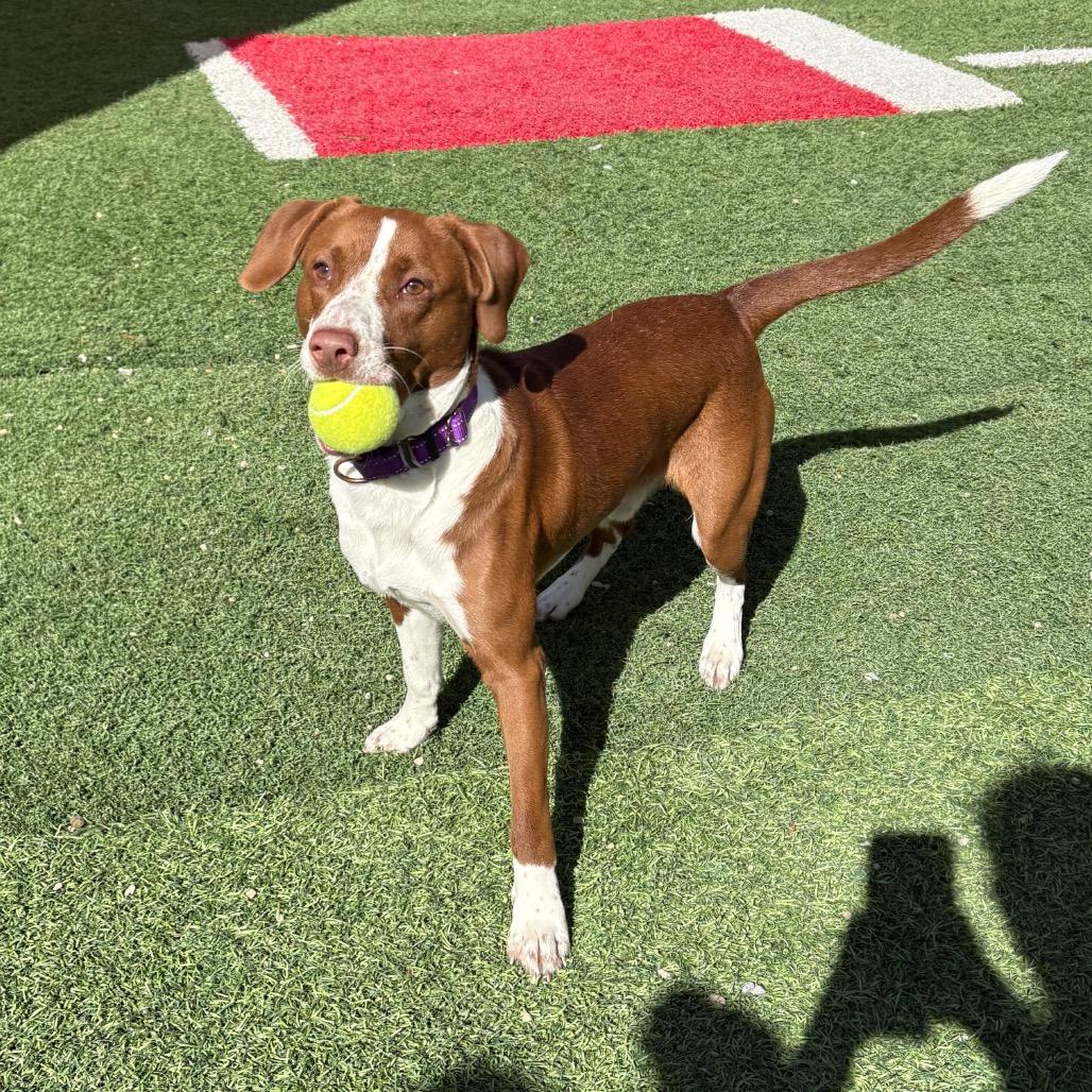Enlarge Twix, a Adoptable Beagle in Batavia, OH image 5/6