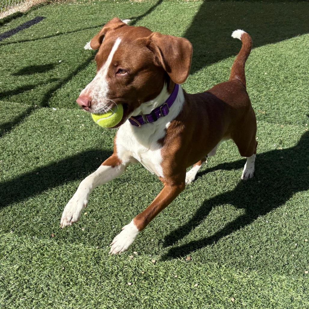 Enlarge Twix, a Adoptable Beagle in Batavia, OH image 6/6