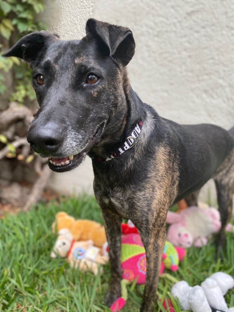 Enlarge Romeo , a Adoptable mixed breed in Valley Stream, NY image 5/6