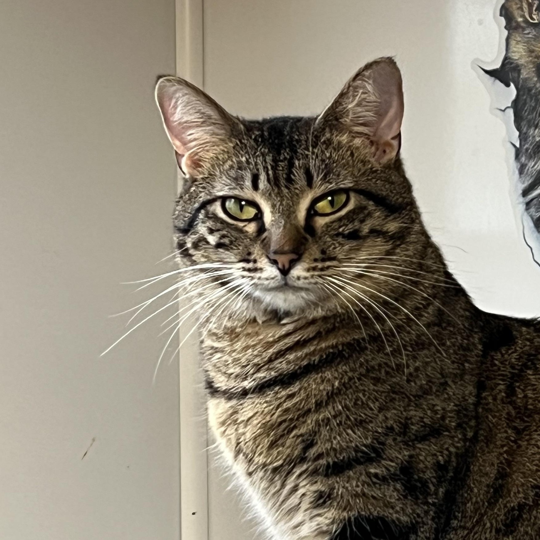 Enlarge Purrkins, a Adoptable Tabby in Knoxville, GA image 1/3