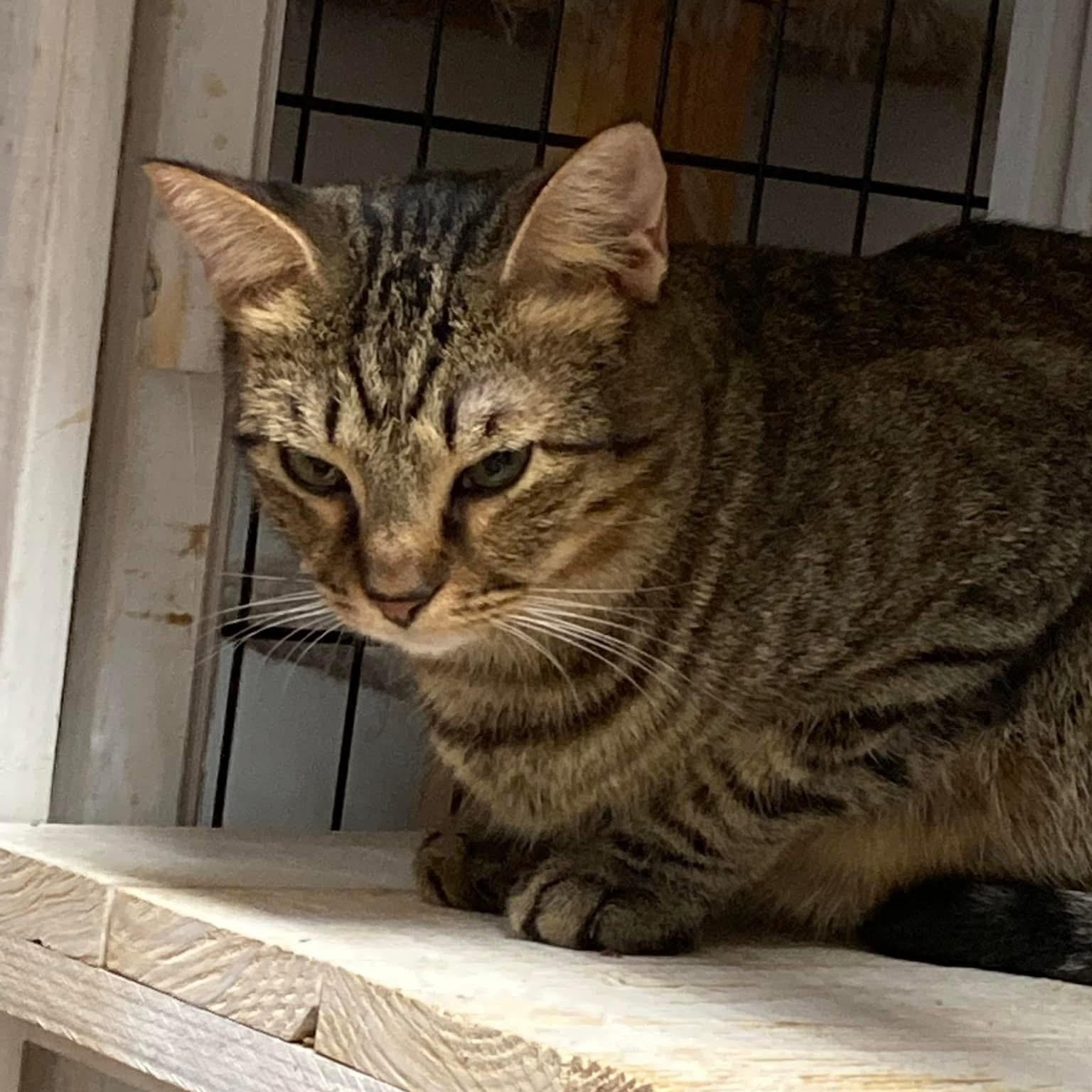 Enlarge Purrkins, a Adoptable Tabby in Knoxville, GA image 3/3