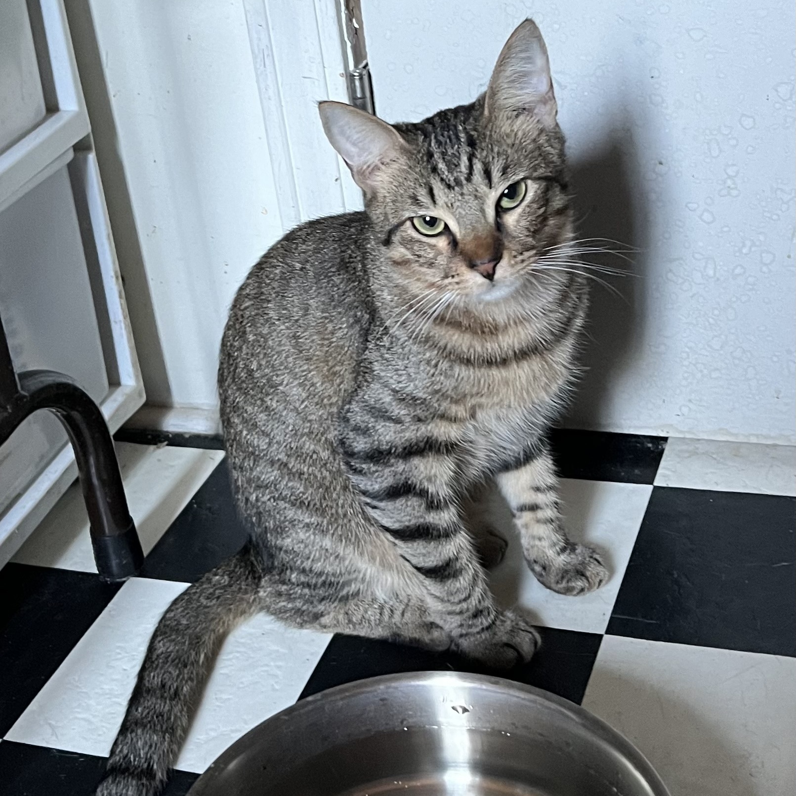 Enlarge Purrkins, a Adoptable Tabby in Knoxville, GA image 1/1