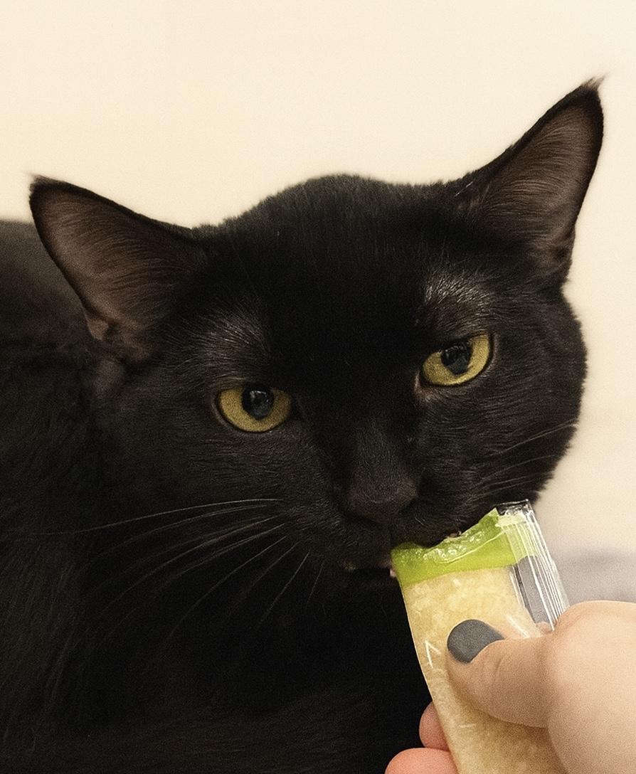 Paddy, Adoptable, Young Male Domestic Short Hair.