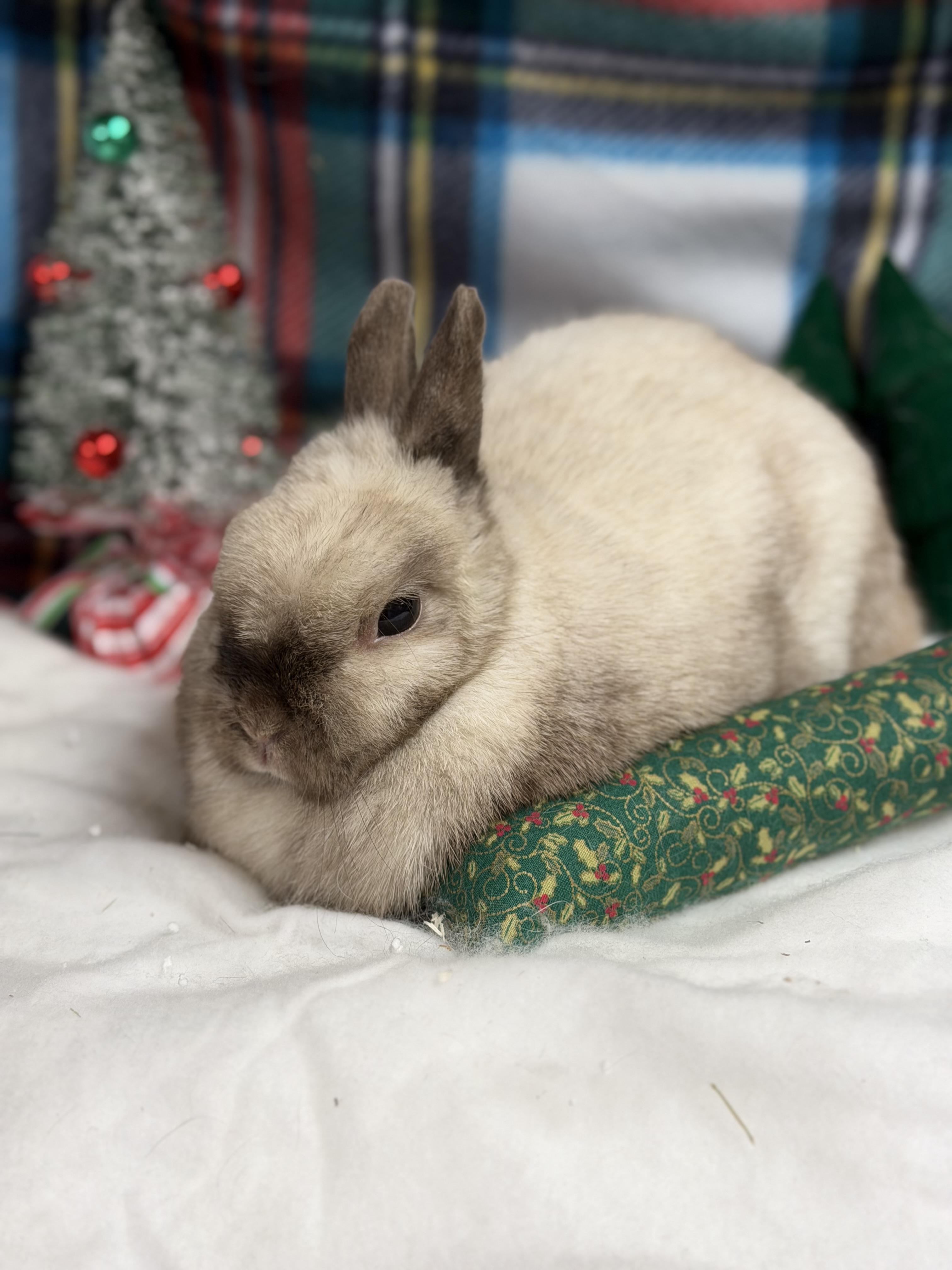 Swift: video!!, a Adoptable Netherland Dwarf in Edinburg, PA image 4/6
