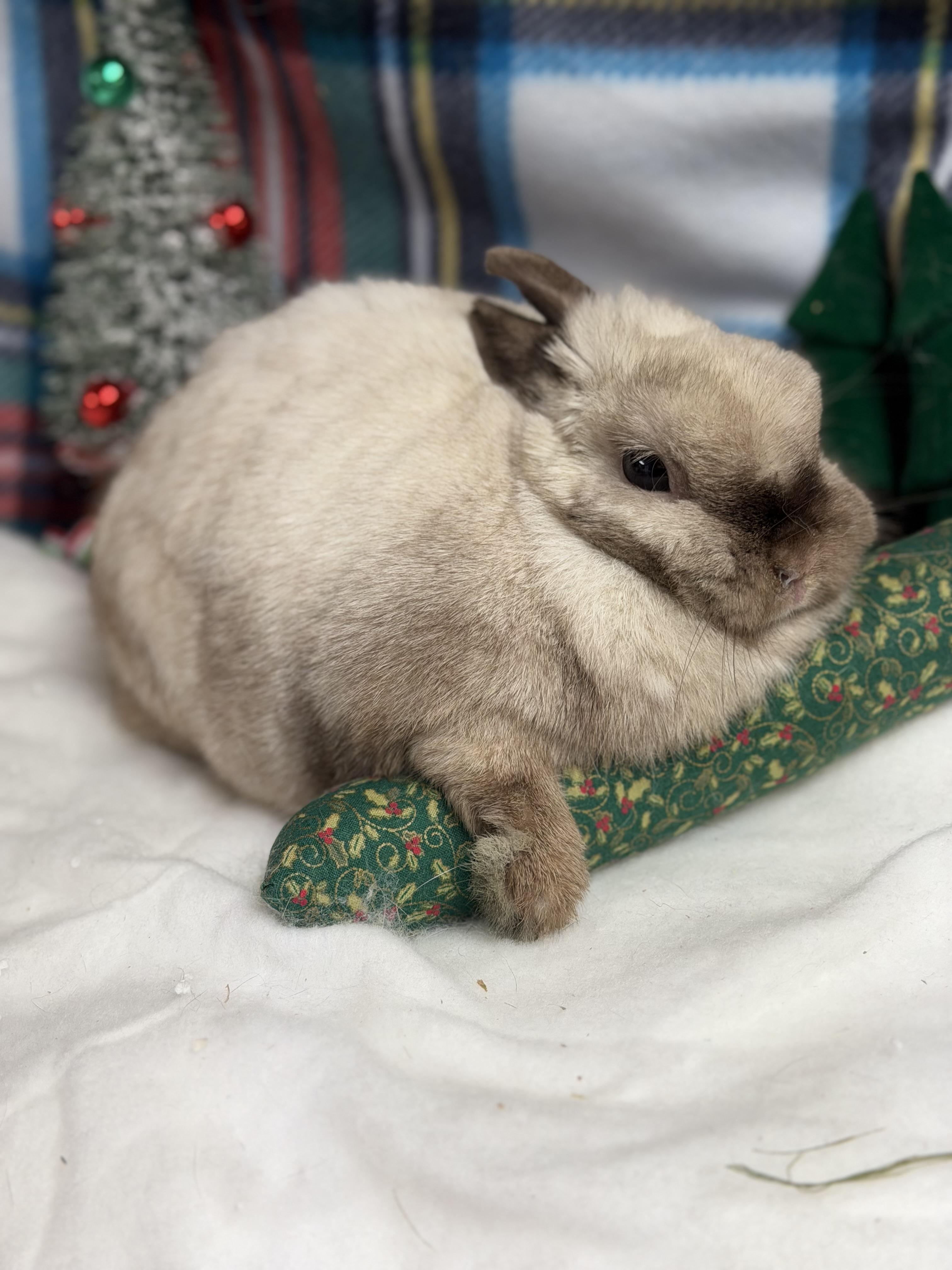 Swift: video!!, a Adoptable Netherland Dwarf in Edinburg, PA image 5/6