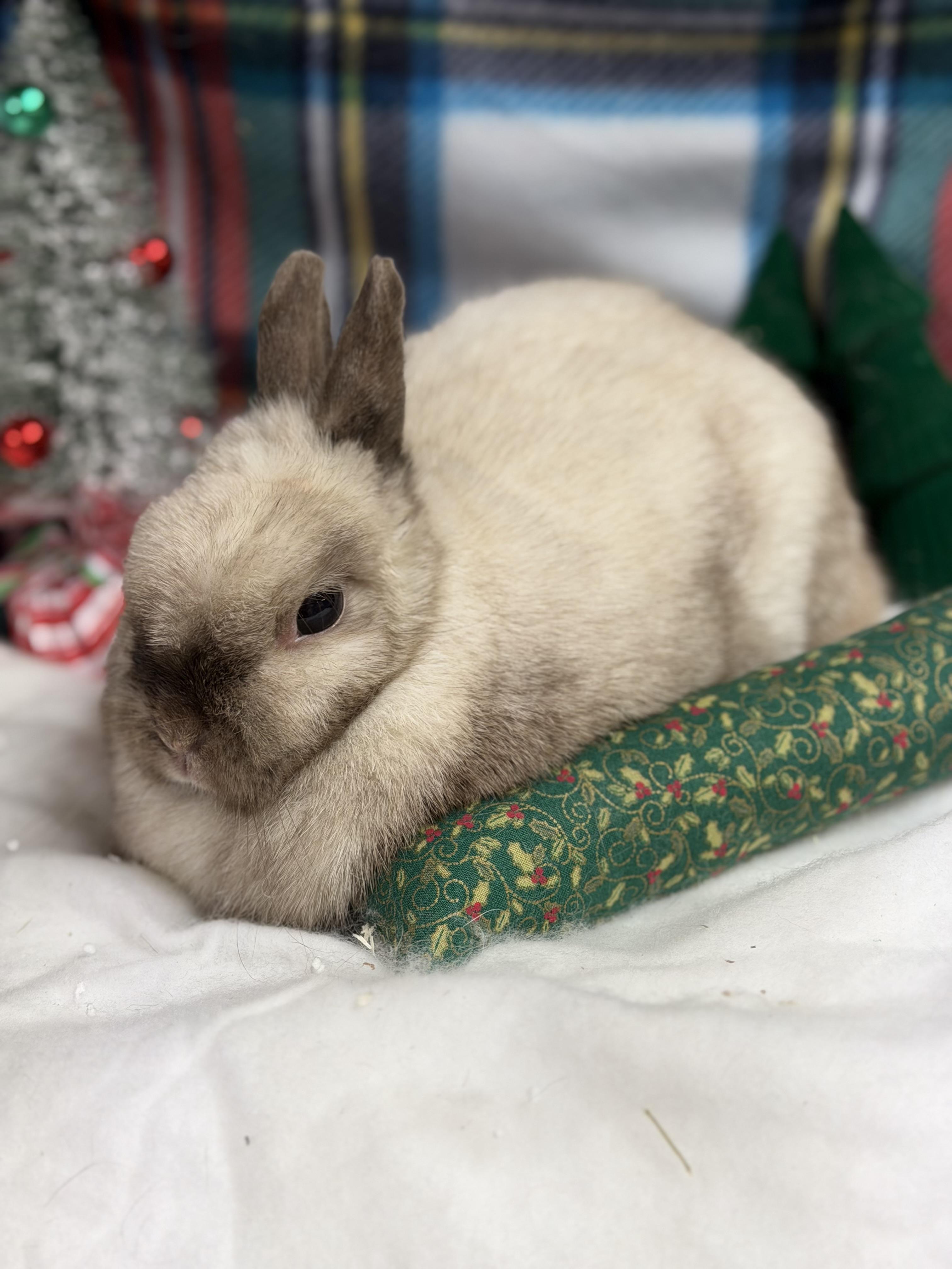 Swift: video!!, a Adoptable Netherland Dwarf in Edinburg, PA image 1/6