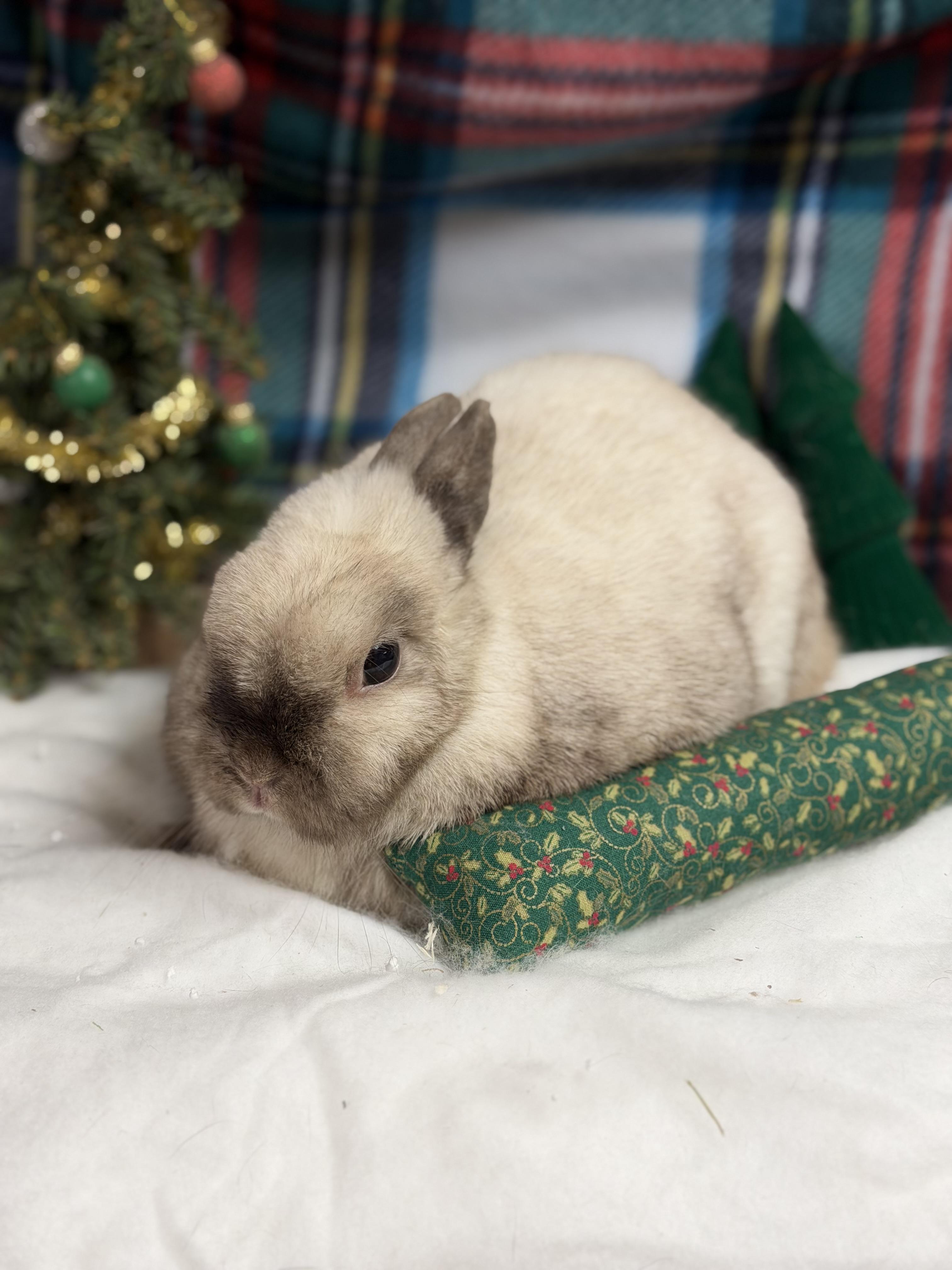 Swift: video!!, a Adoptable Netherland Dwarf in Edinburg, PA image 6/6
