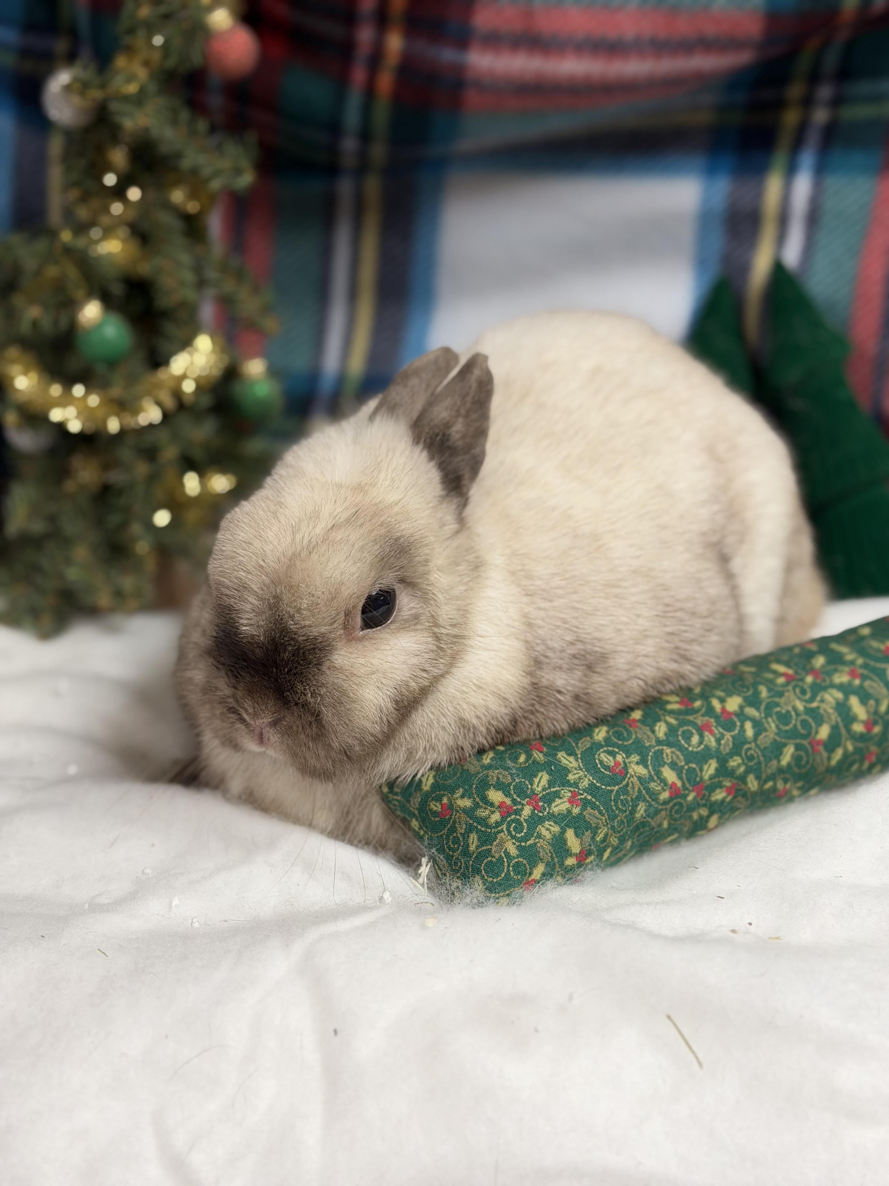 Swift: video!!, a Adoptable Netherland Dwarf in Edinburg, PA image 3/6