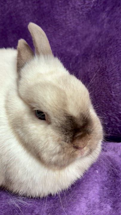 Enlarge Swift: video!!, a Adoptable Netherland Dwarf in Edinburg, PA video 2/6