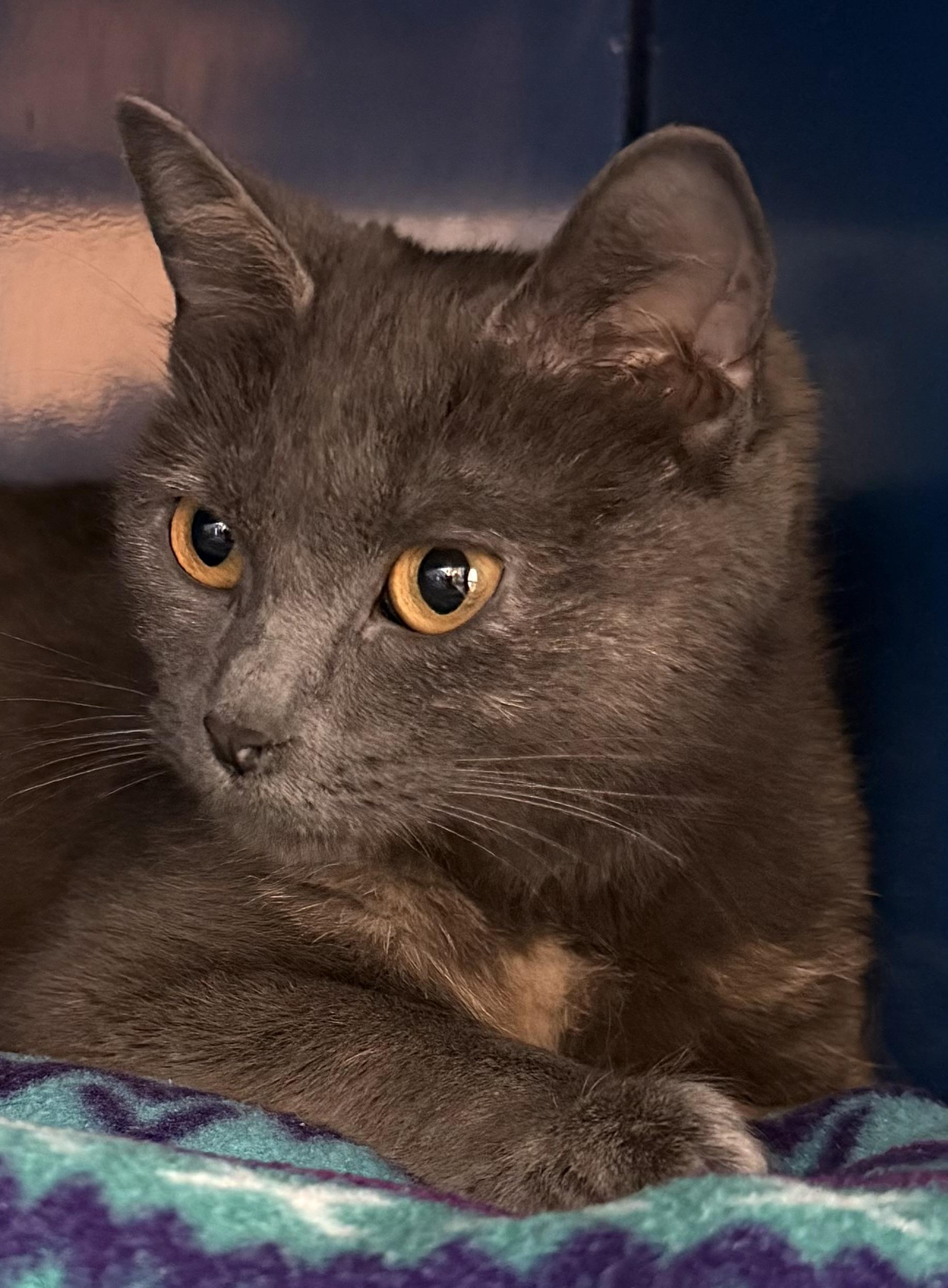 Kendra, ADOPTABLE, Young Female Domestic Short Hair.