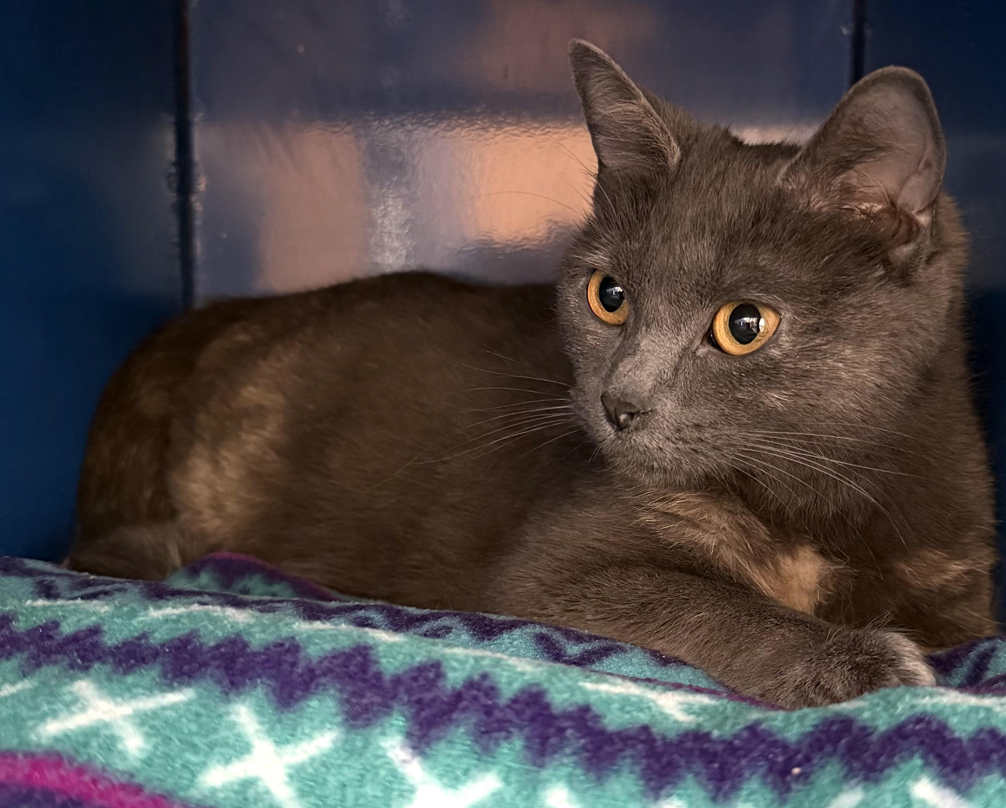 Enlarge Kendra, a ADOPTABLE Domestic Short Hair in Sault Sainte Marie, MI image 3/4