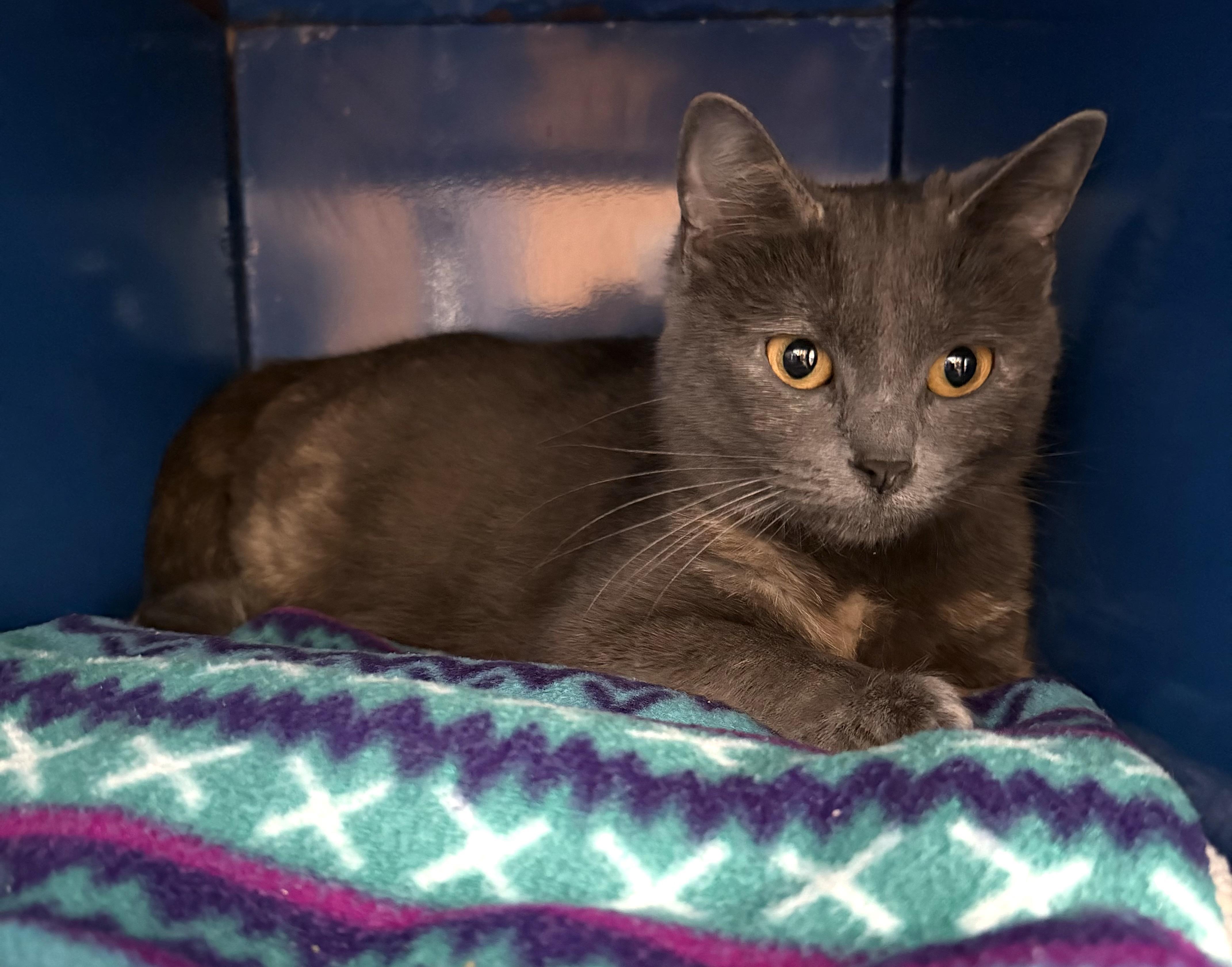 Enlarge Kendra, a ADOPTABLE Domestic Short Hair in Sault Sainte Marie, MI image 4/4