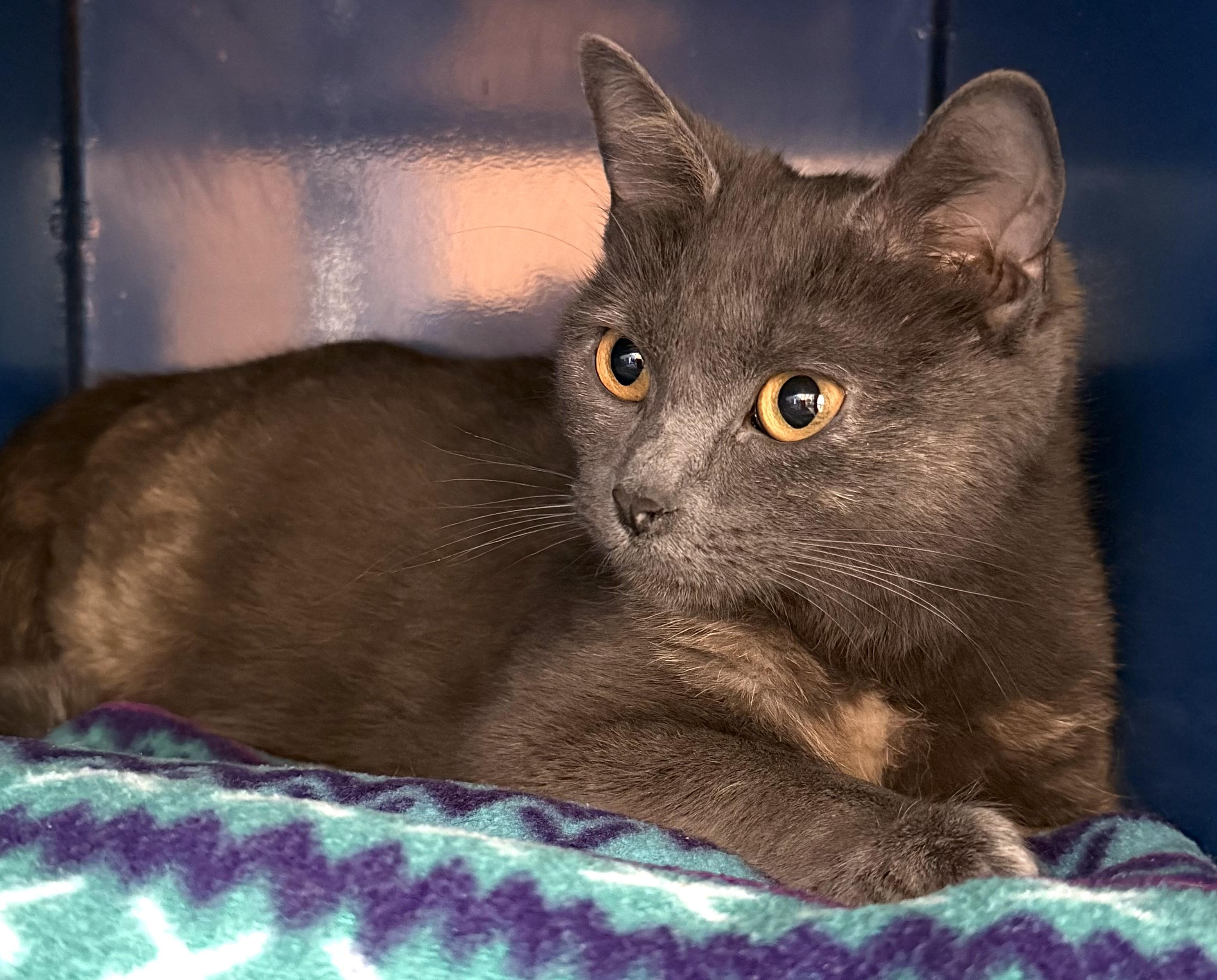 Enlarge Kendra, a ADOPTABLE Domestic Short Hair in Sault Sainte Marie, MI image 2/4