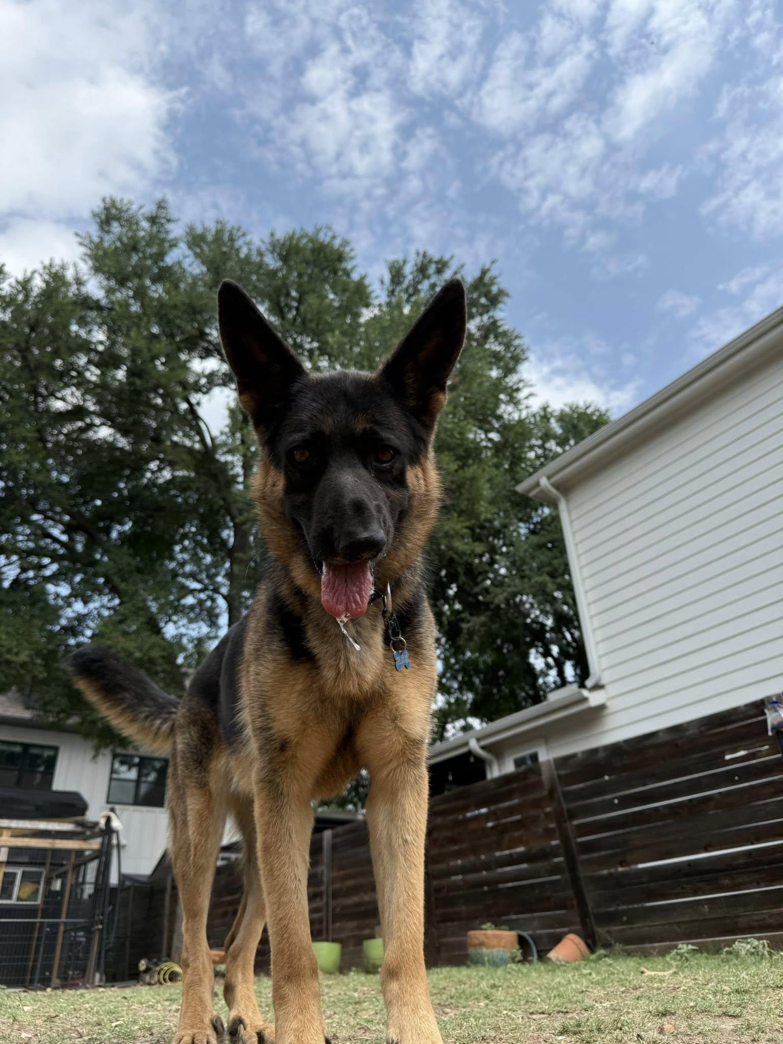 Enlarge Yennifer, a Adoptable German Shepherd Dog in Pflugerville, TX image 4/4
