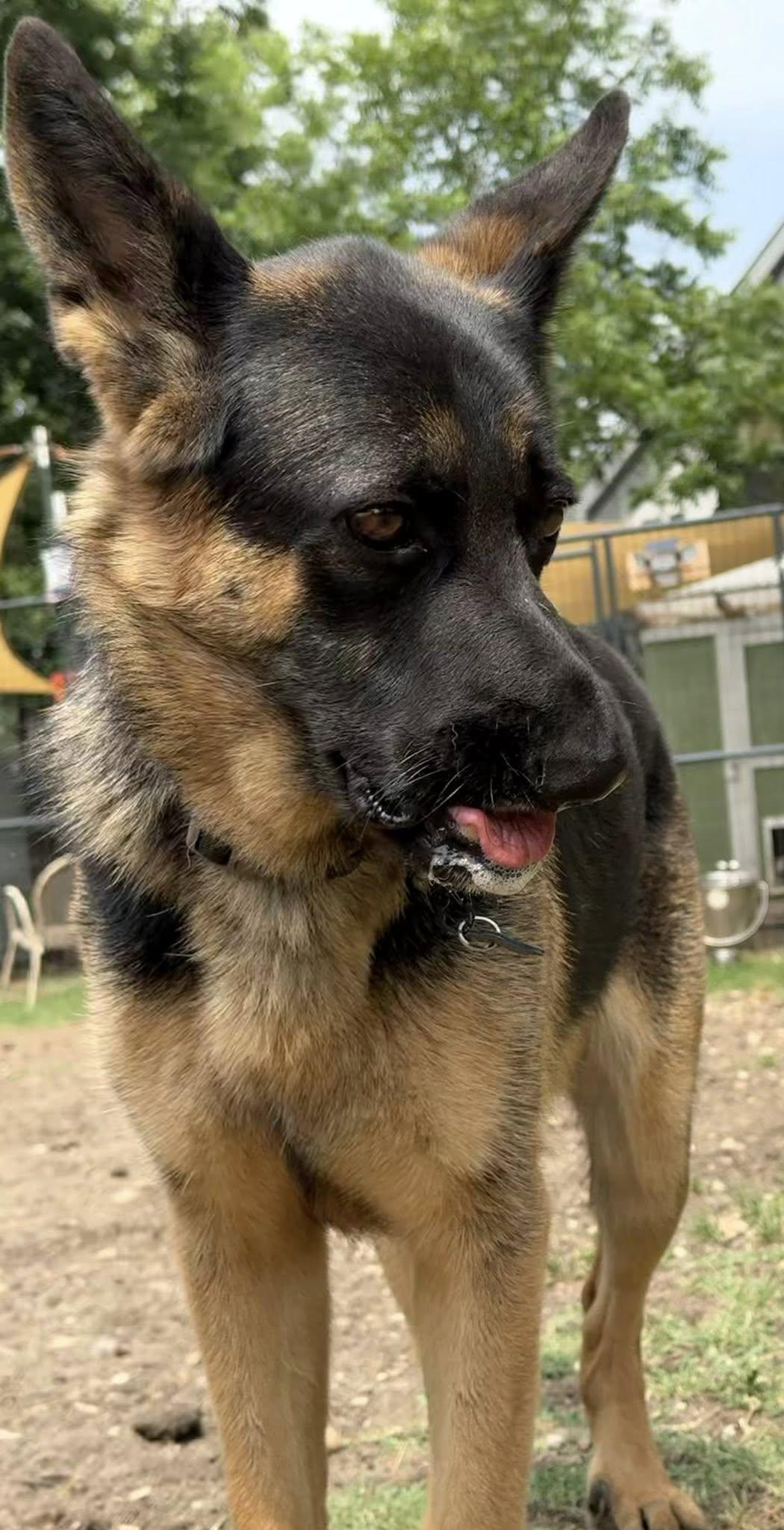 Enlarge Yennifer, a Adoptable German Shepherd Dog in Pflugerville, TX image 2/4