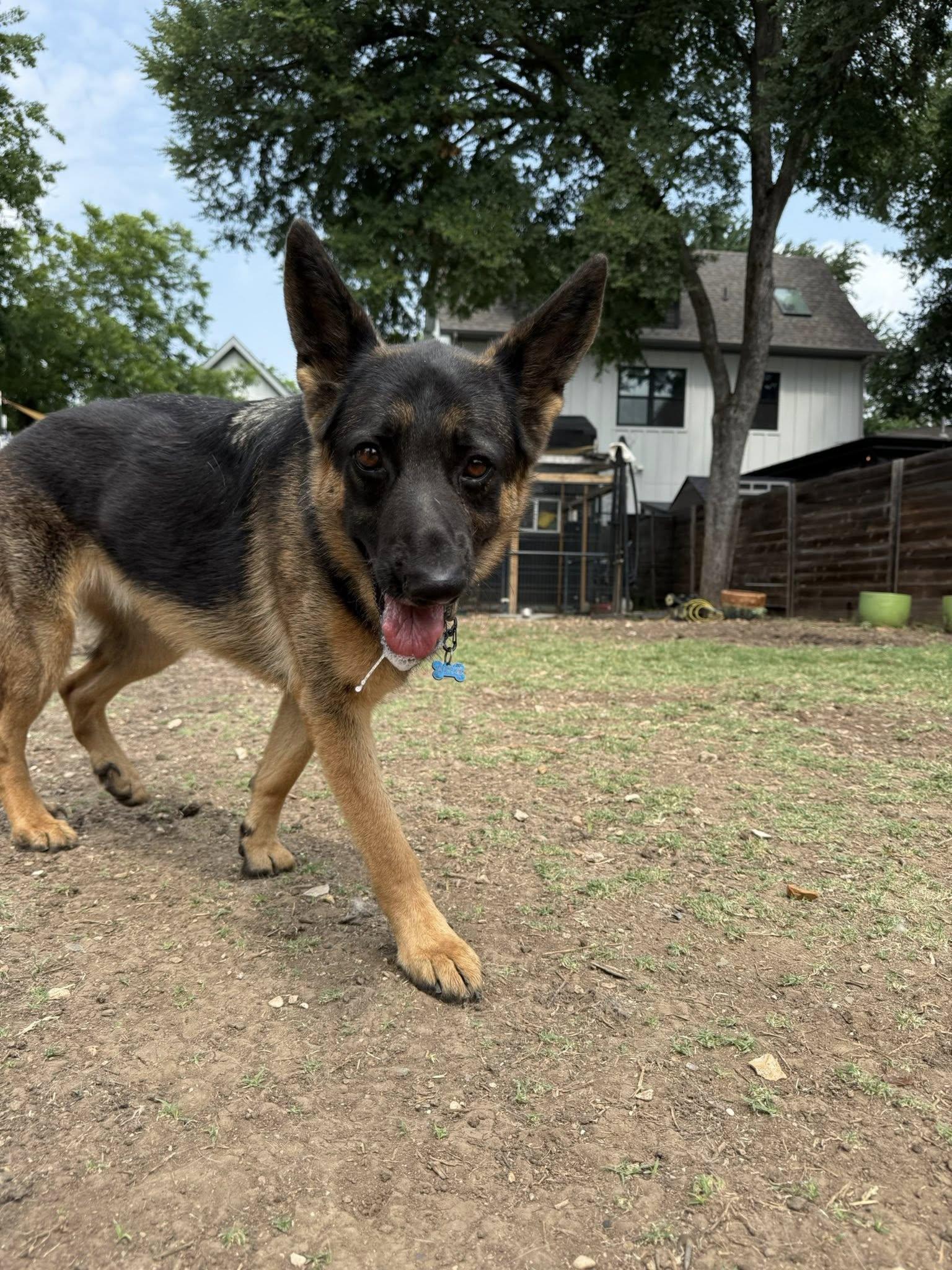 Enlarge Yennifer, a Adoptable German Shepherd Dog in Pflugerville, TX image 3/4