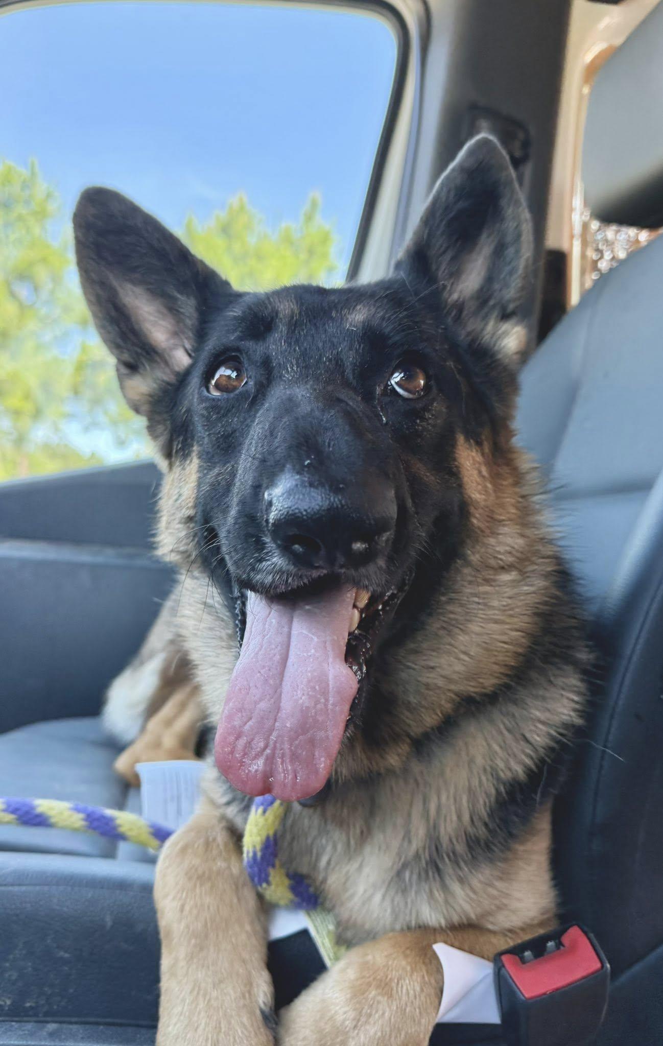 Yennifer, Adoptable, Adult Female German Shepherd Dog.