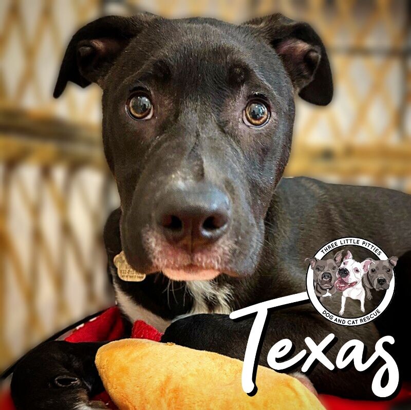 Dog for adoption Texas Crutchfield, a Pit Bull Terrier in Richmond