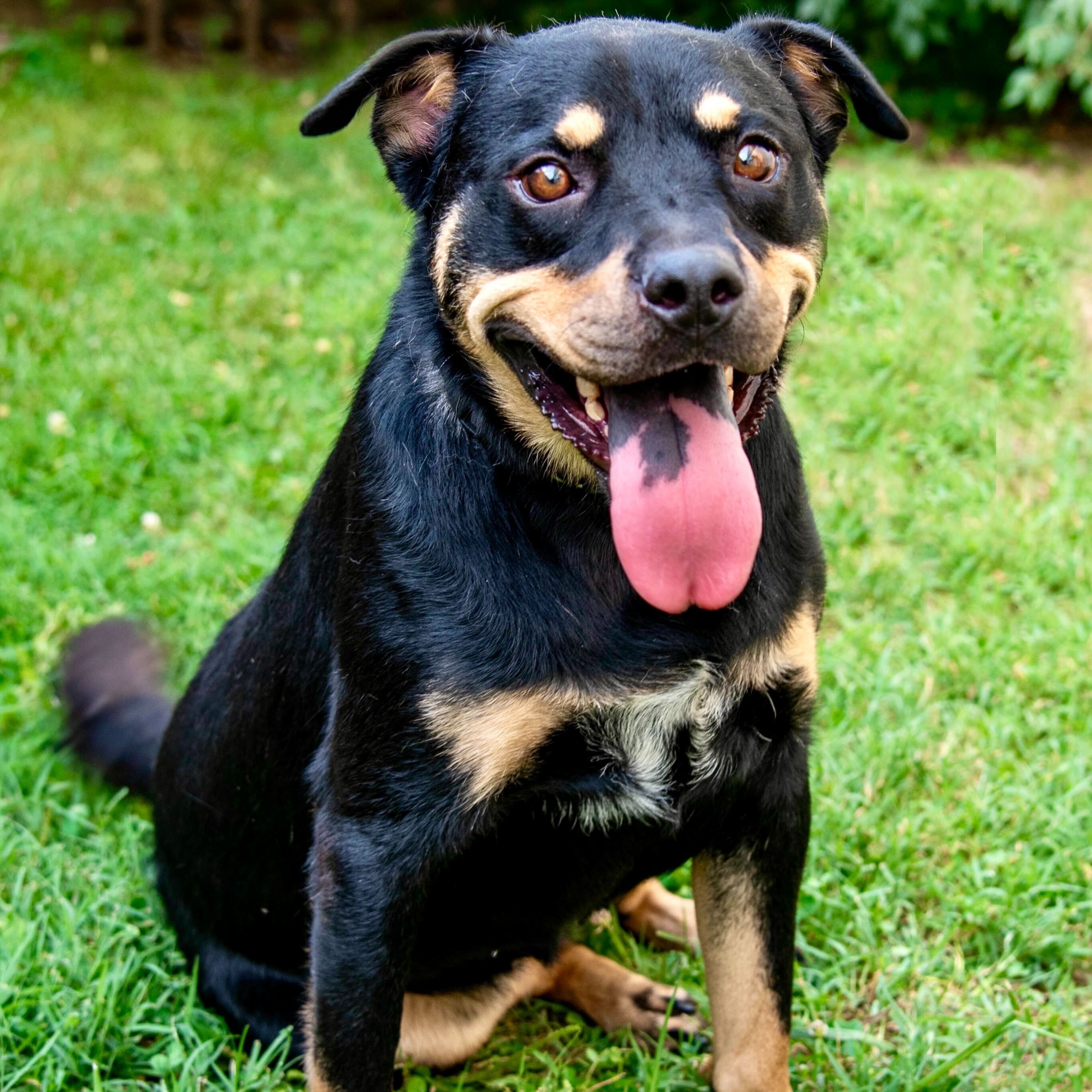 Dog for adoption - Katara, a Rottweiler & Labrador Retriever Mix in ...