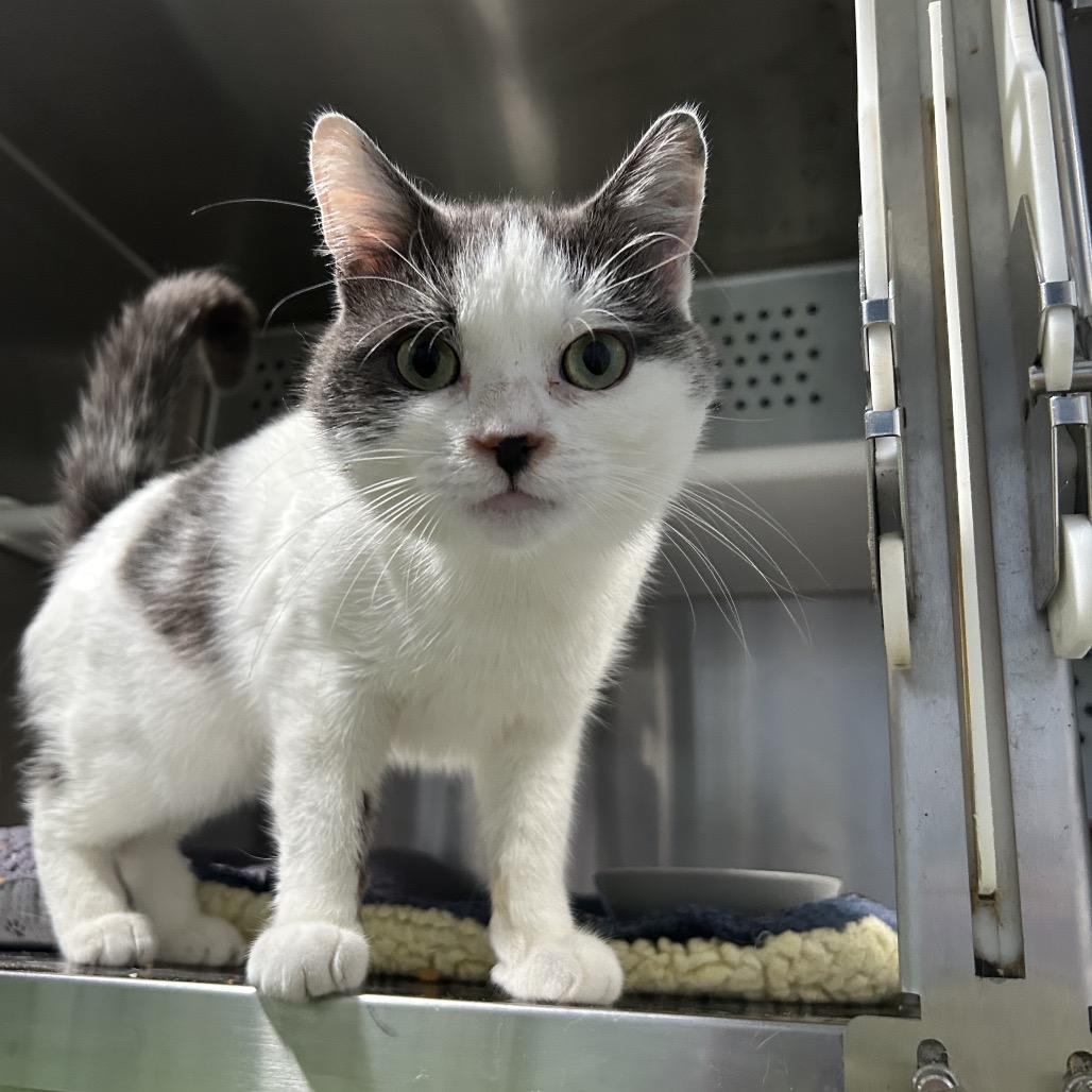 JuneBug, Adoptable, Young Male Domestic Short Hair.