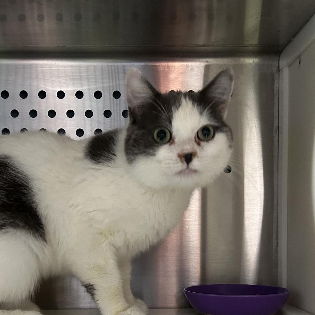 Enlarge JuneBug, a Adoptable Domestic Short Hair in Oyster Bay, NY image 2/2