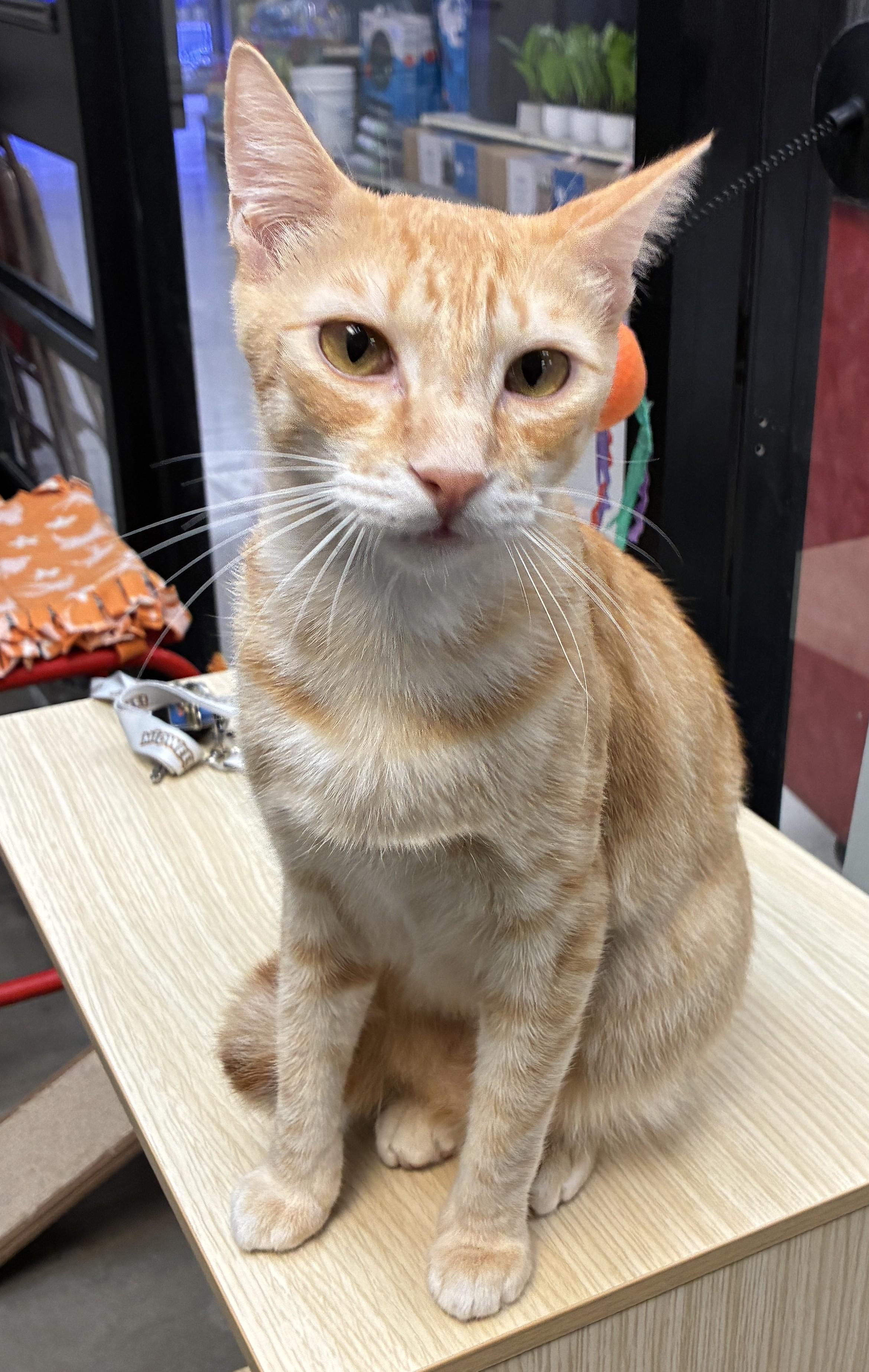 Enlarge Tater and Tot, a ADOPTABLE Domestic Short Hair in Mesa, AZ image 4/6