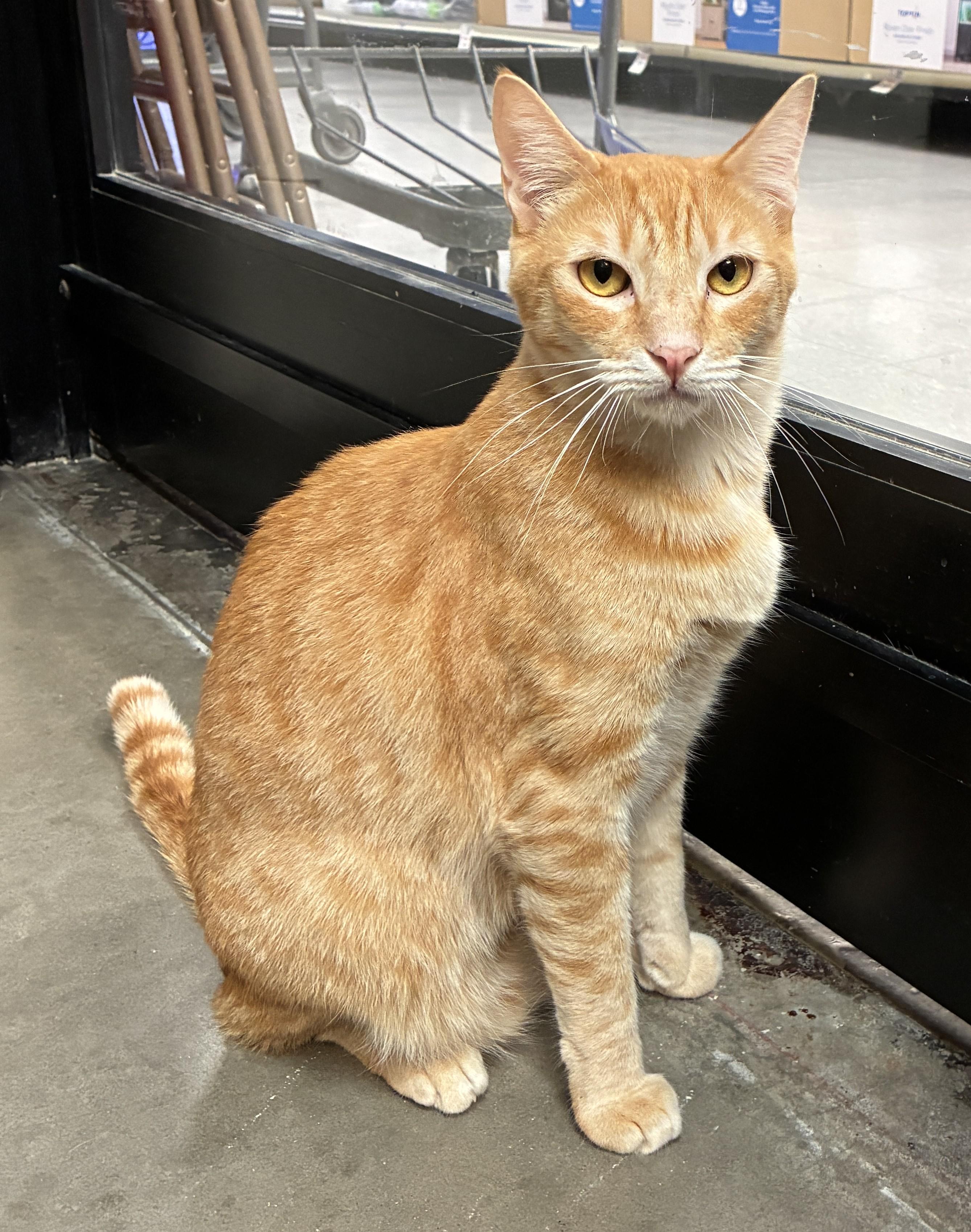Enlarge Tater and Tot, a ADOPTABLE Domestic Short Hair in Mesa, AZ image 6/6
