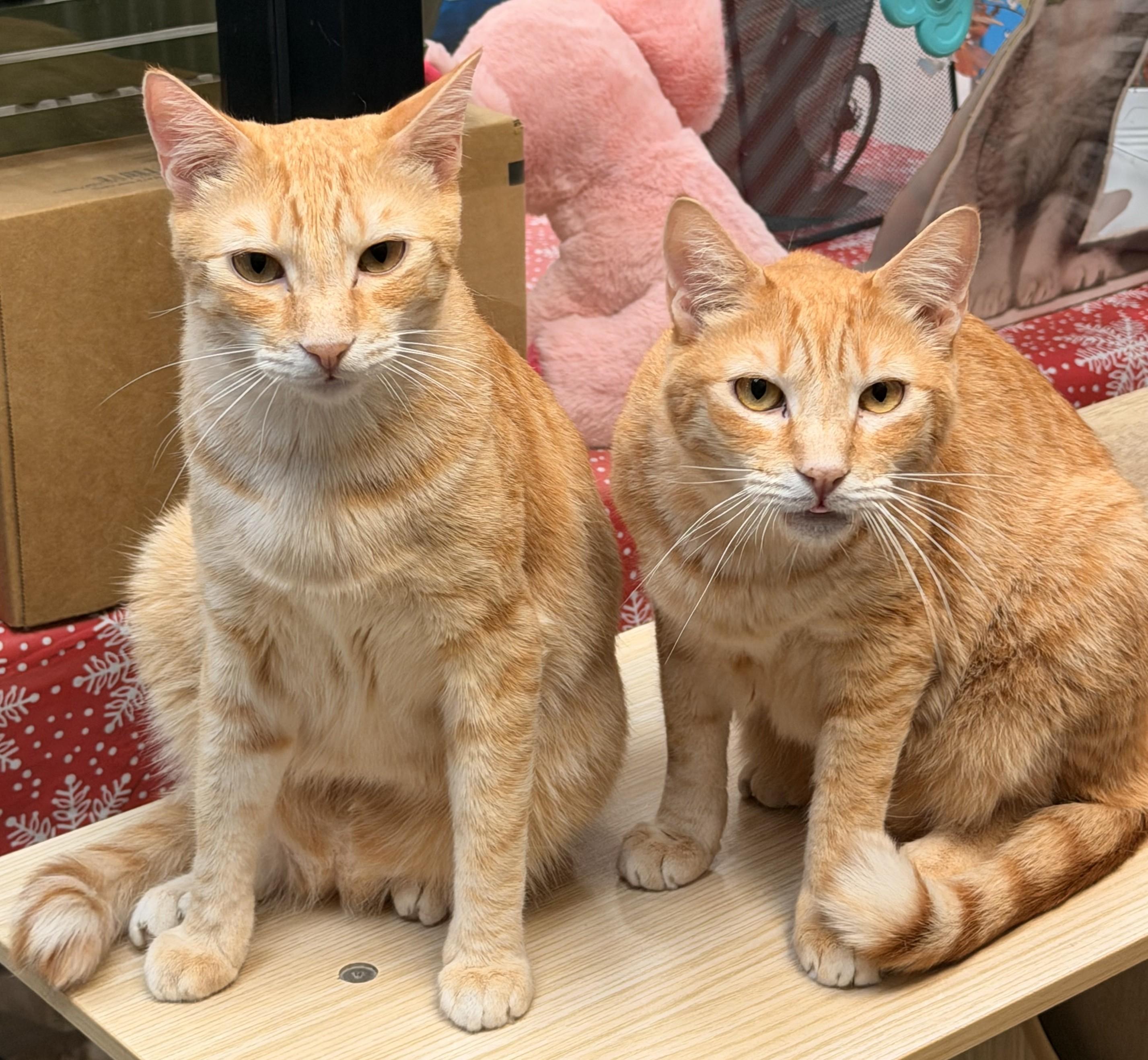 Tater and Tot, ADOPTABLE, Adult Male Domestic Short Hair.
