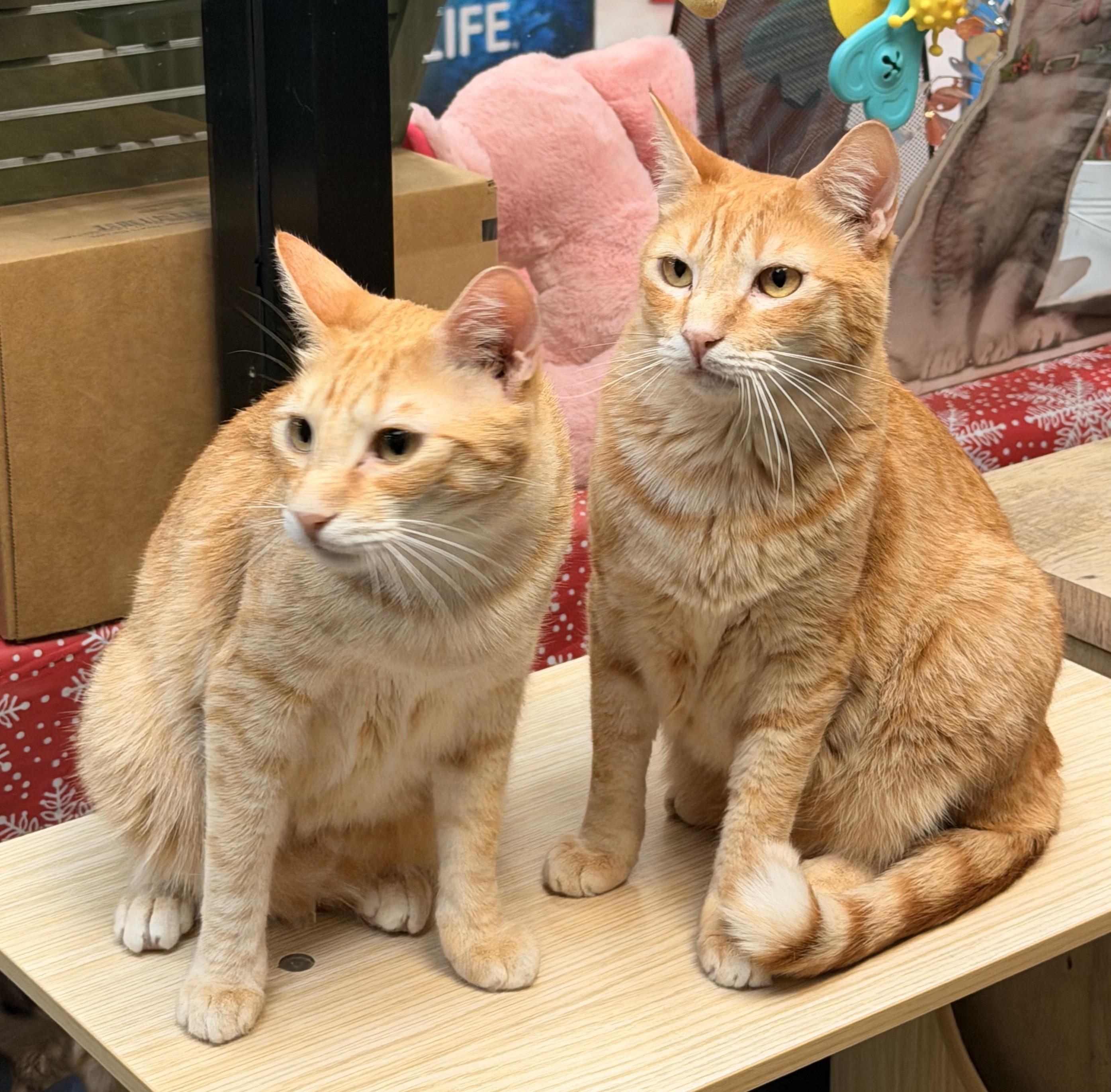 Enlarge Tater and Tot, a ADOPTABLE Domestic Short Hair in Mesa, AZ image 2/6